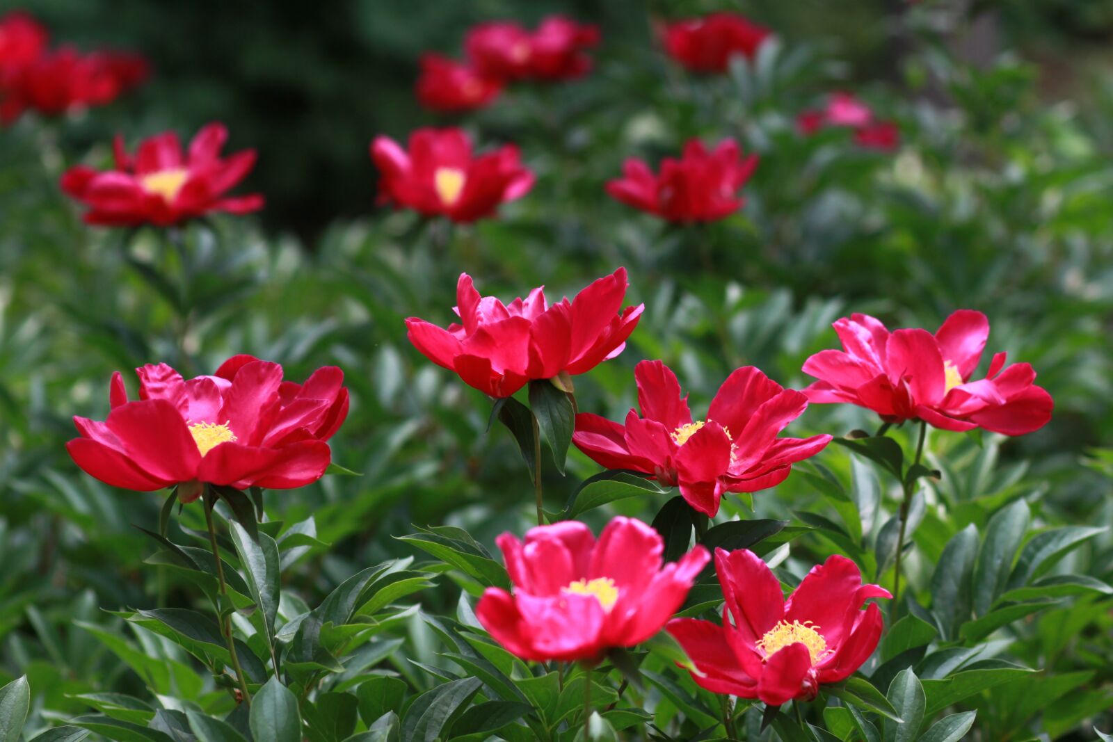 Canon EOS 500D (EOS Rebel T1i / EOS Kiss X3) sample photo. Noel online gift shop photography