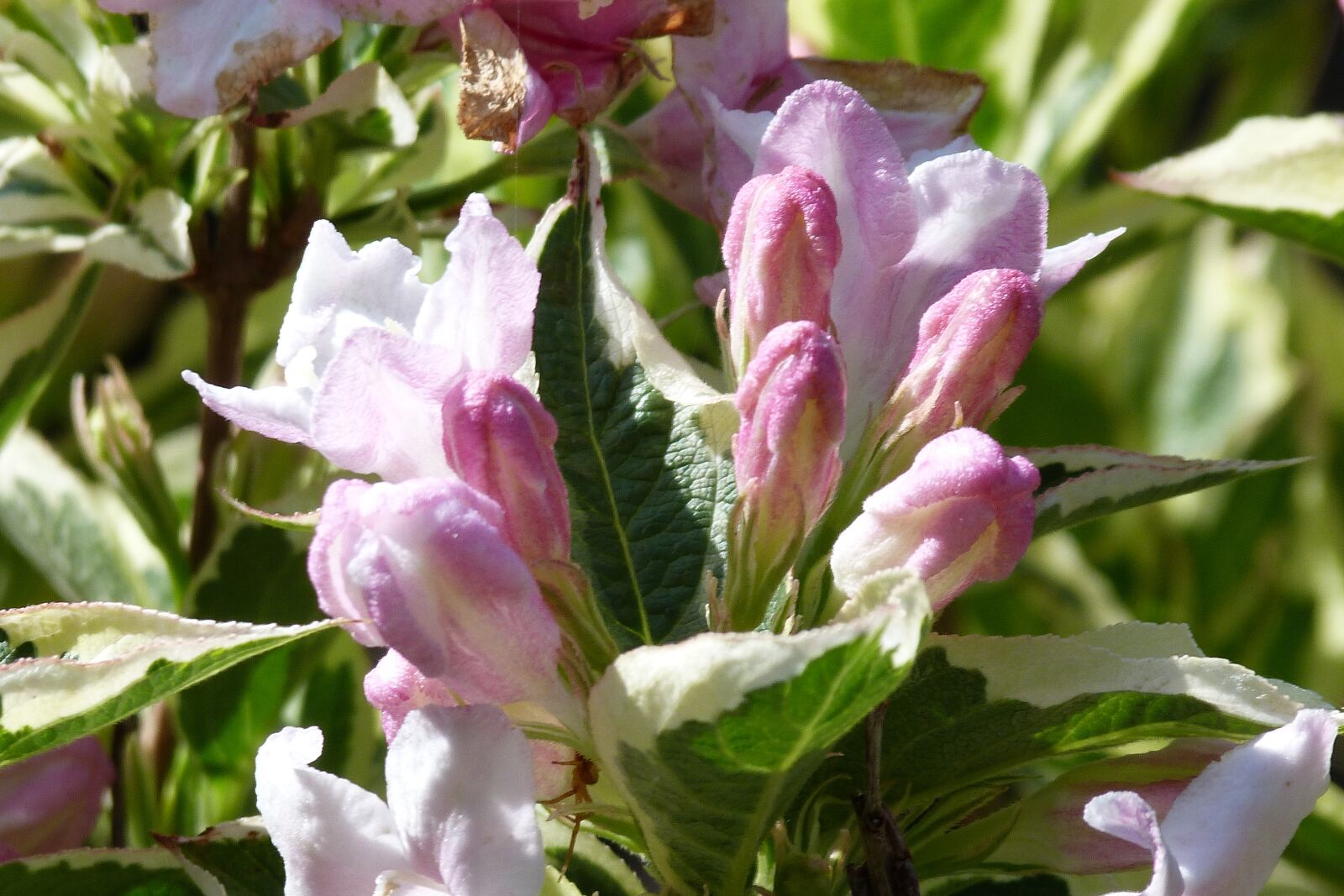 Panasonic Lumix DMC-FZ40 (Lumix DMC-FZ45) sample photo. Weigela, pink, flowers photography