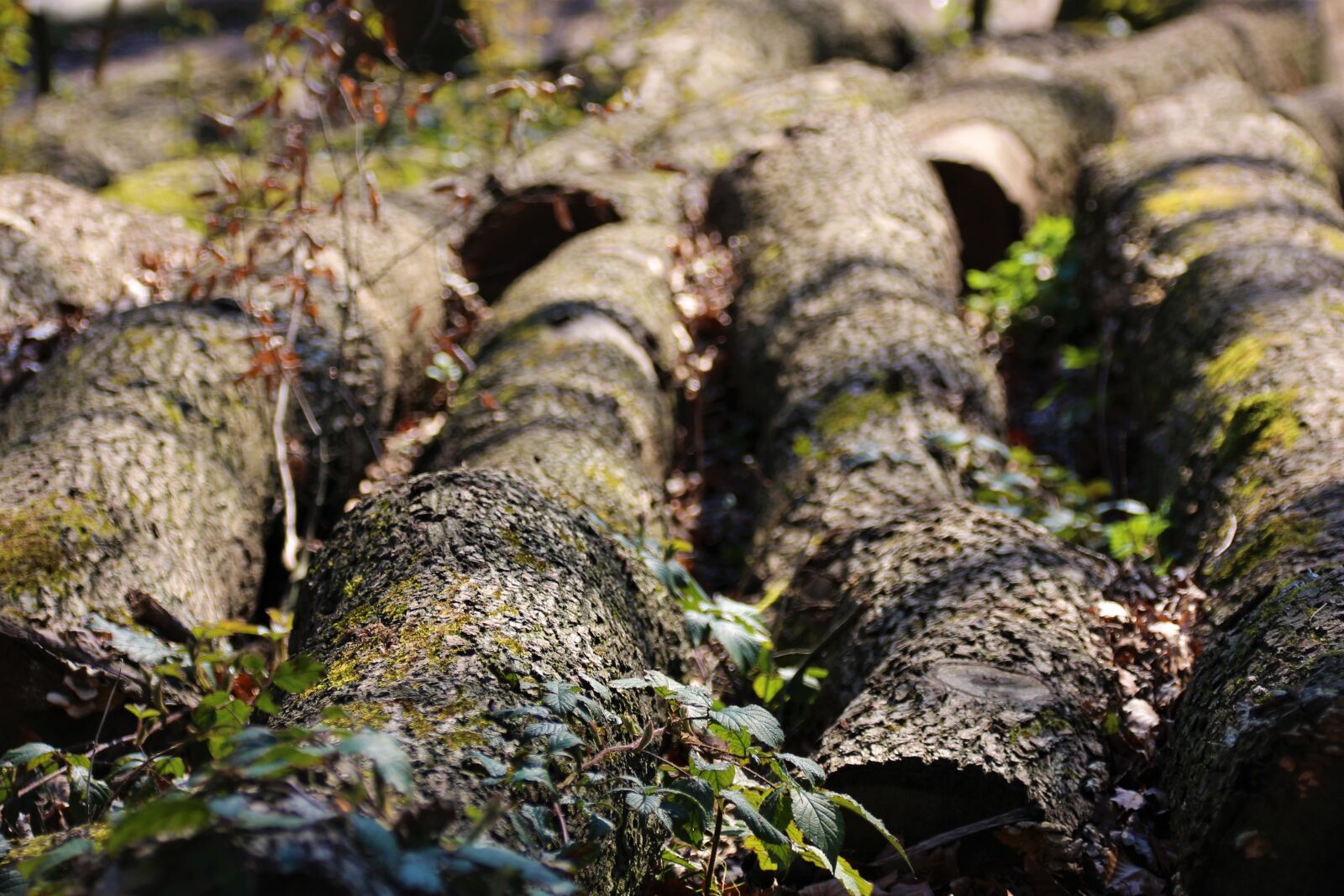 Canon EOS 700D (EOS Rebel T5i / EOS Kiss X7i) sample photo. Trees, forest, nature photography