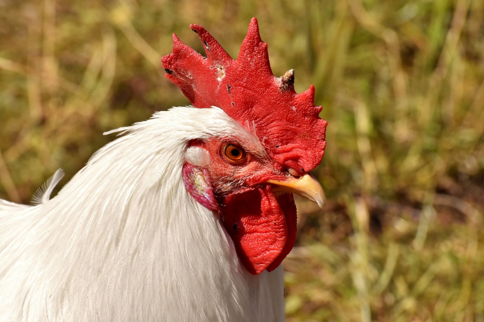 Nikon D7200 sample photo. Hahn, poultry, plumage photography