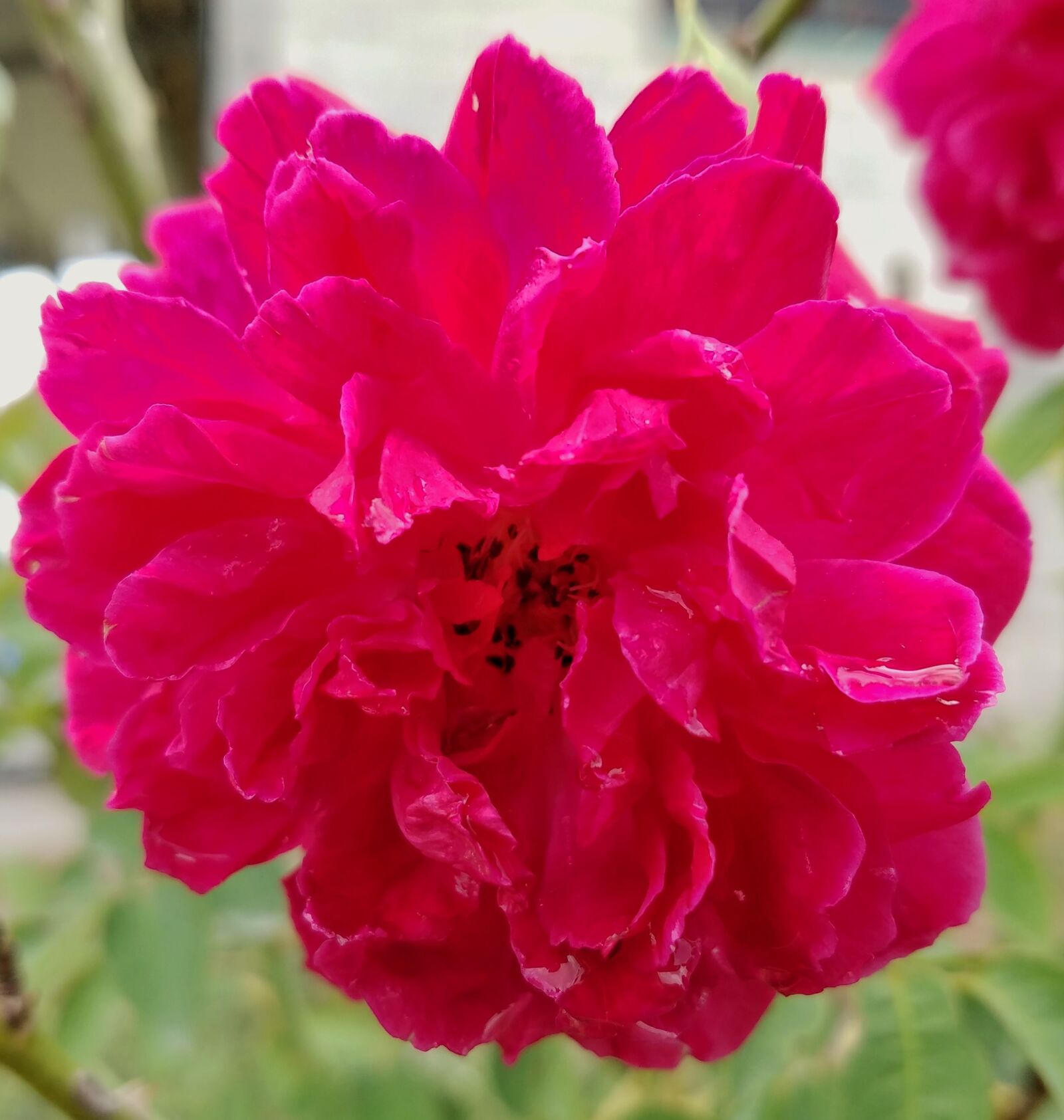 Samsung Galaxy S7 Edge sample photo. Rose, magenta, red photography