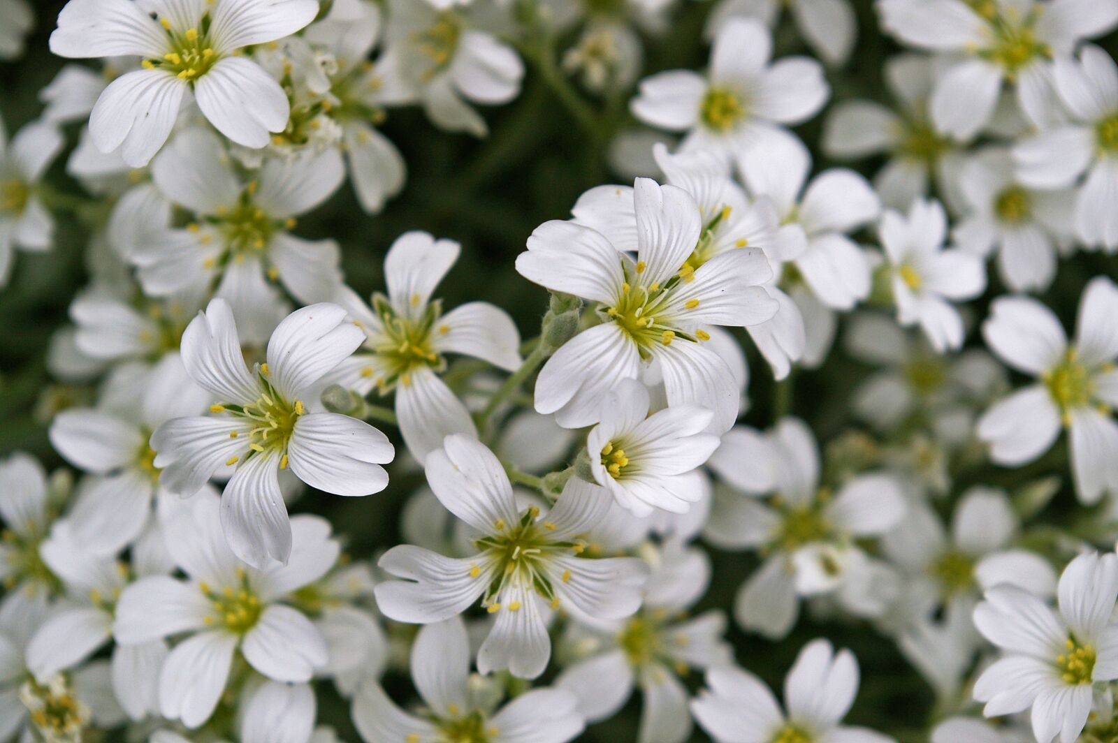 Pentax *ist DL2 sample photo. Cerastium tomentosum, ground cover photography