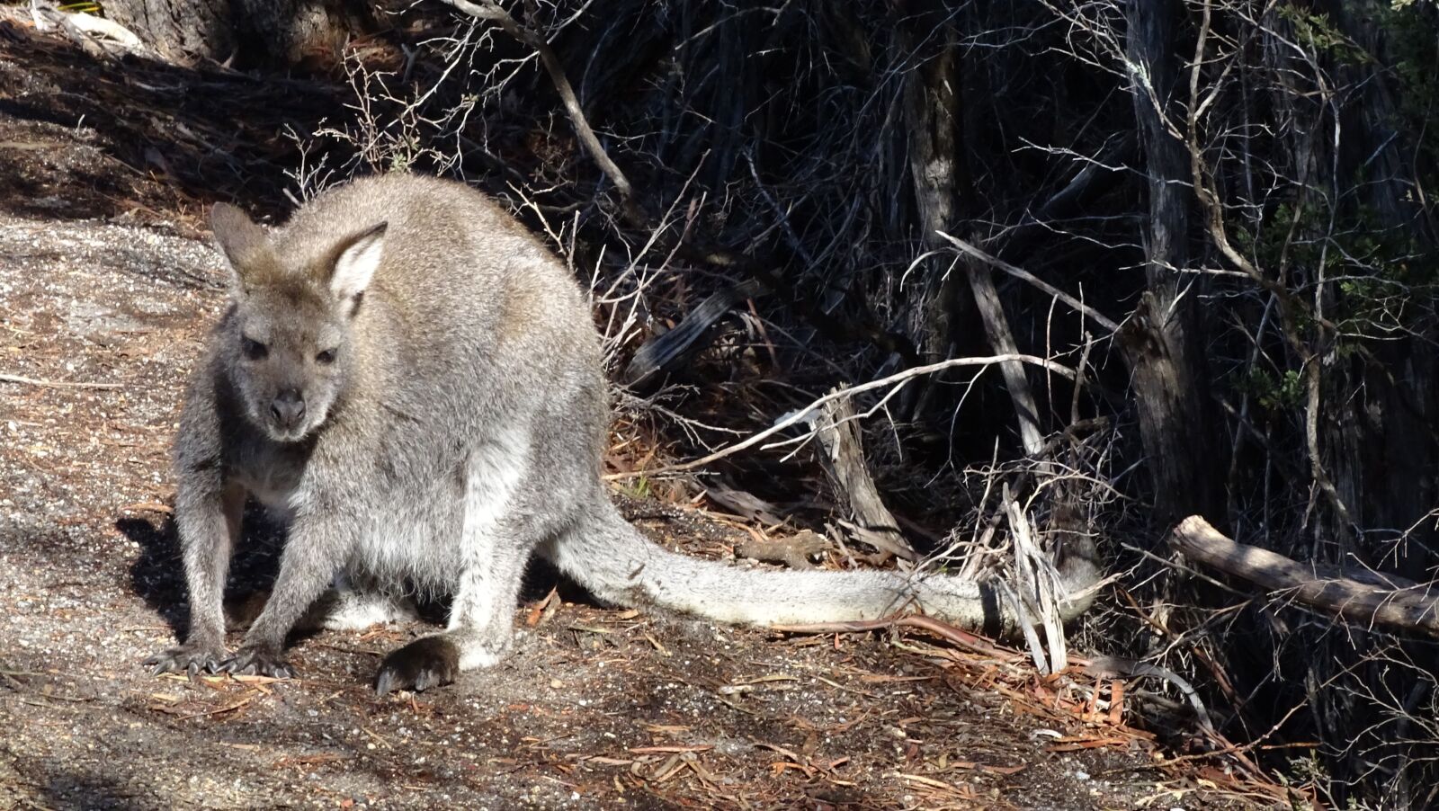 Sony Cyber-shot DSC-HX350 sample photo. Marsupial, kangaroo, animal photography