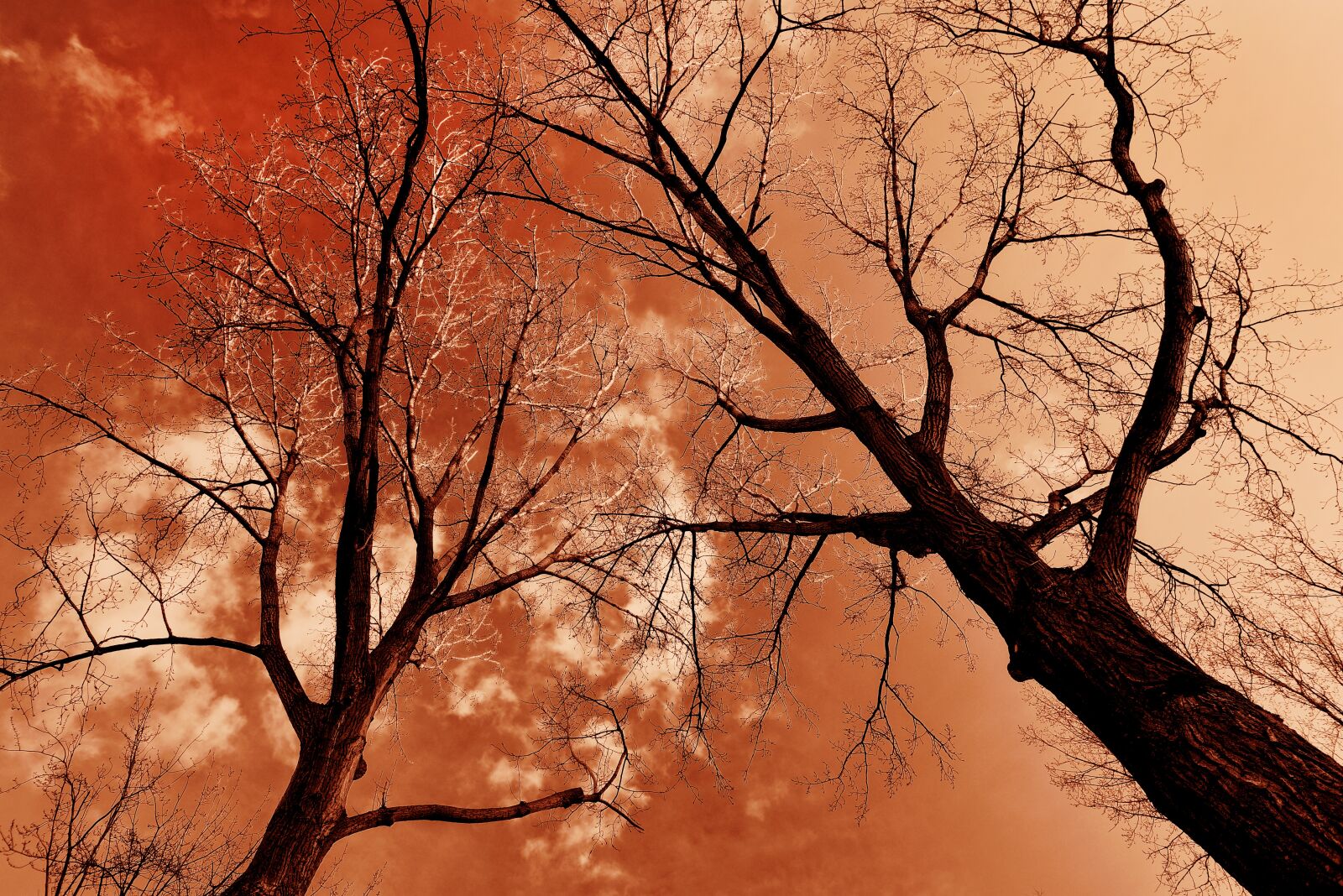 Nikon D750 sample photo. Tree, tree top, trunk photography