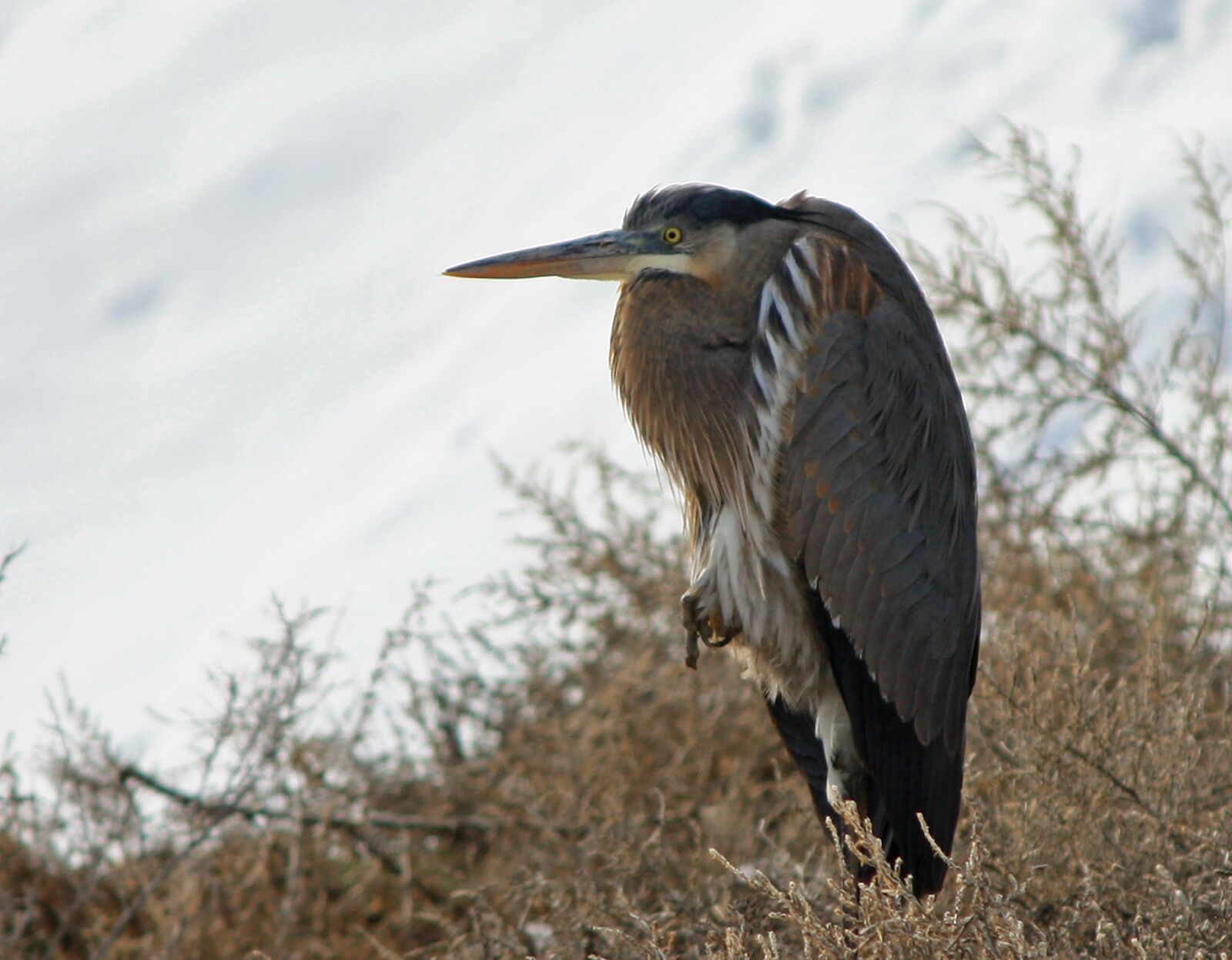 Canon EOS 450D (EOS Rebel XSi / EOS Kiss X2) sample photo. Bird, crane, heron photography