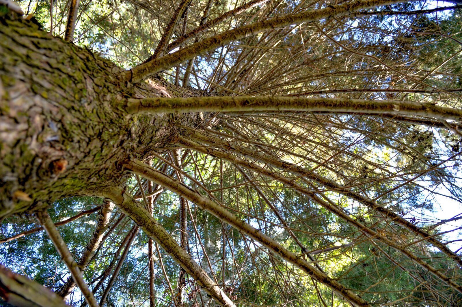 Nikon D3200 sample photo. Pine, tree, nature photography