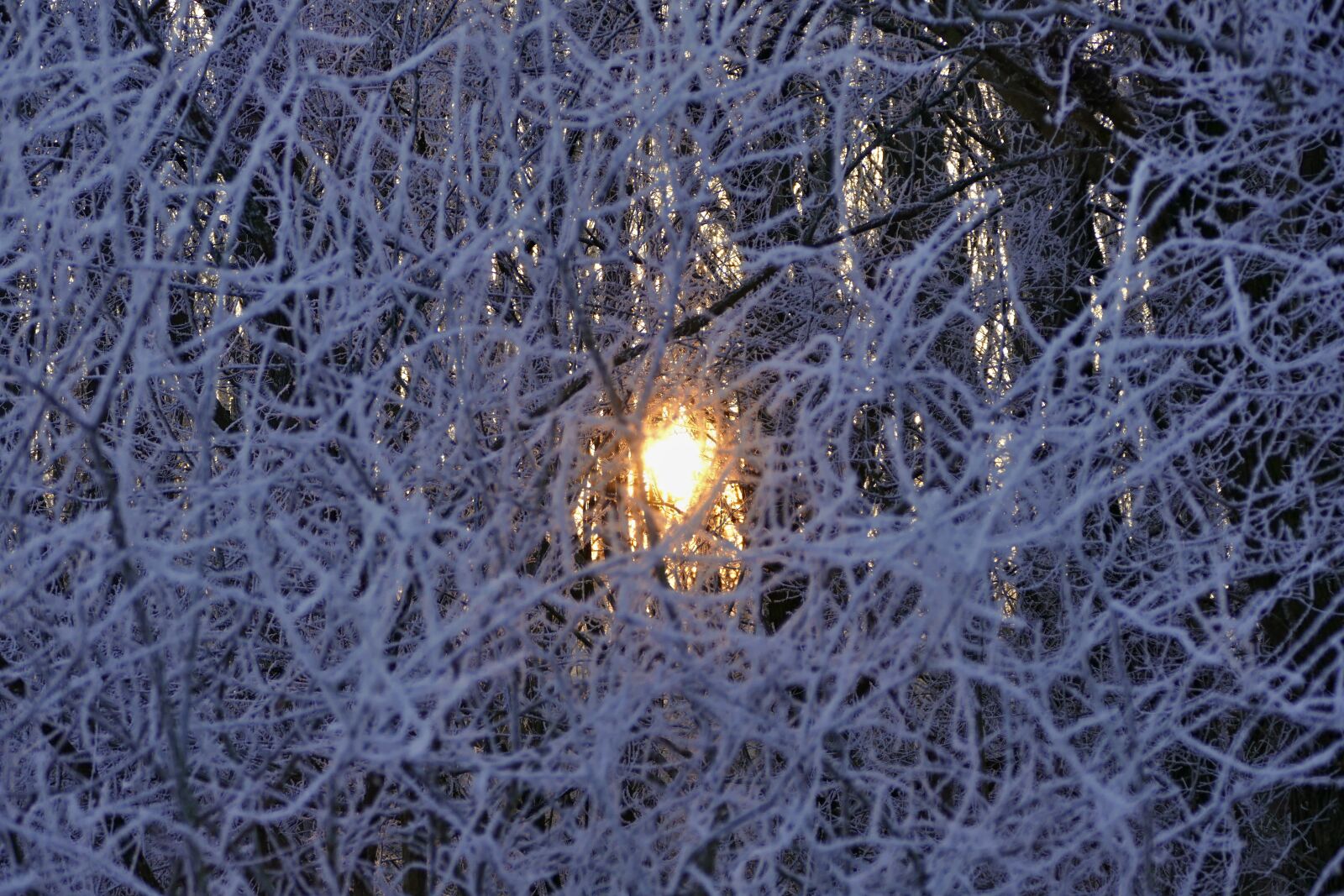 Panasonic Lumix DMC-FZ1000 sample photo. A branch, winter, frost photography