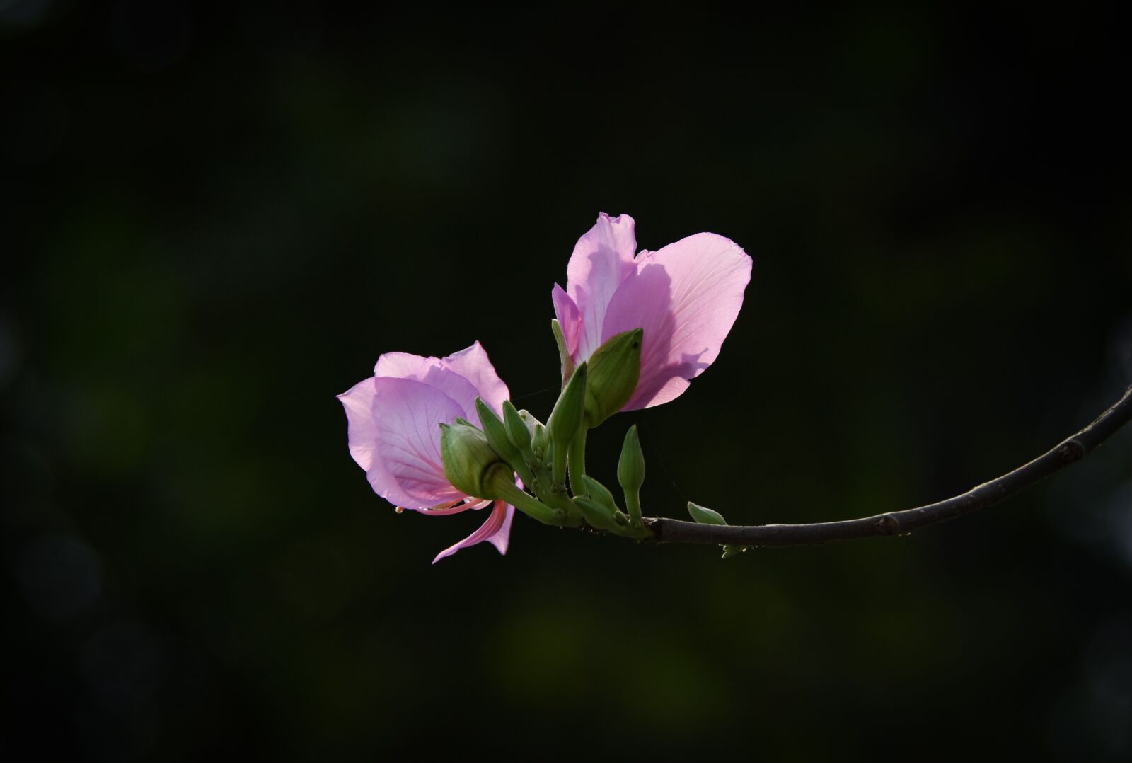 Nikon D7200 sample photo. United board, violet, blooming photography