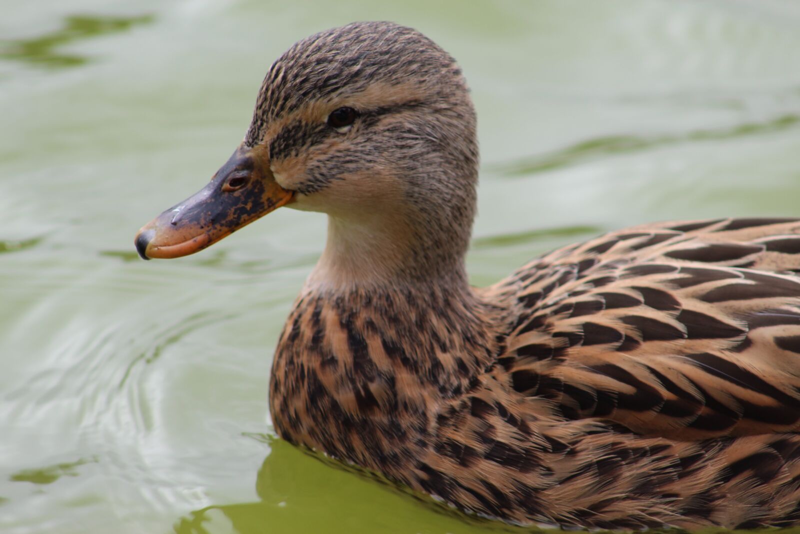 Canon EOS 1300D (EOS Rebel T6 / EOS Kiss X80) sample photo. Duck, bird, wildlife photography