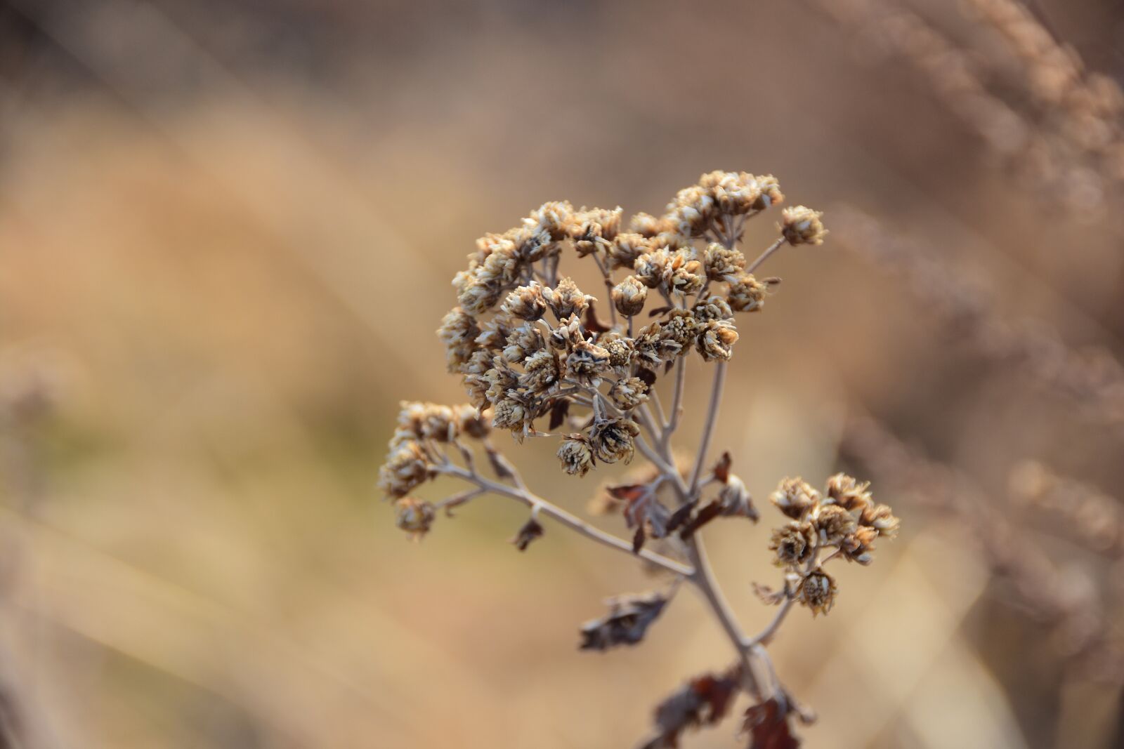 Nikon D7200 sample photo. Nature, outdoors, plants photography