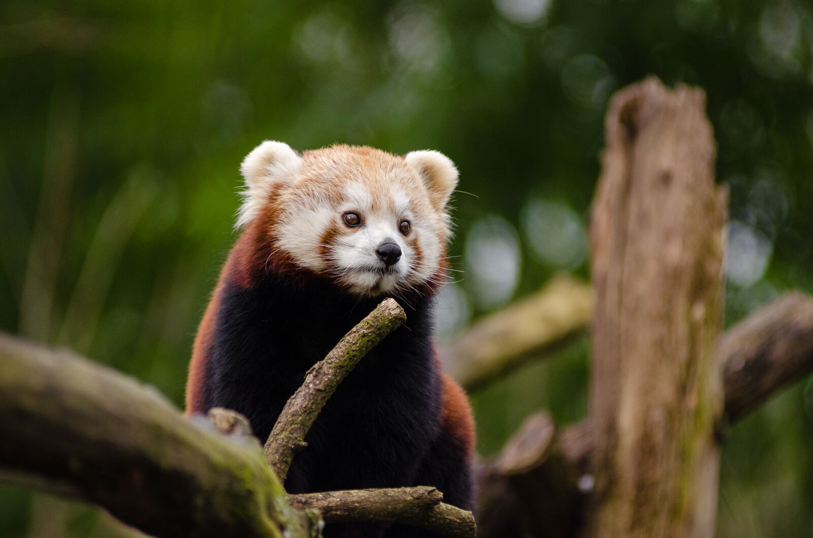 AF Zoom-Nikkor 80-200mm f/2.8 ED sample photo