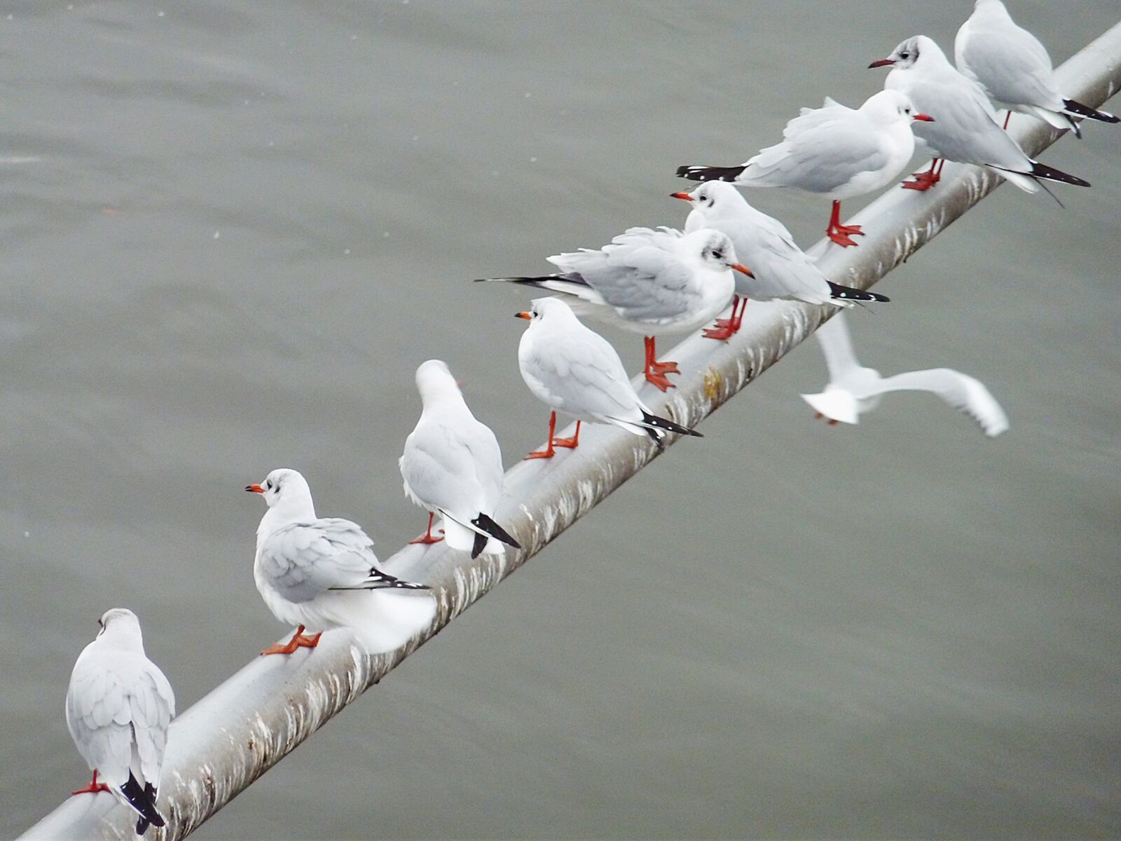 Panasonic DMC-TZ7 sample photo. Gull, flying, bird photography