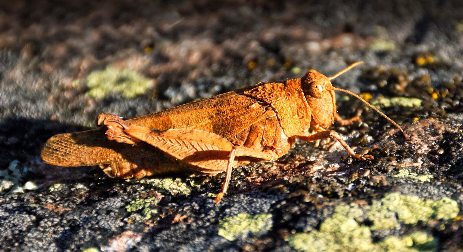 Canon EOS 450D (EOS Rebel XSi / EOS Kiss X2) sample photo. Grasshopper, insect, nature photography