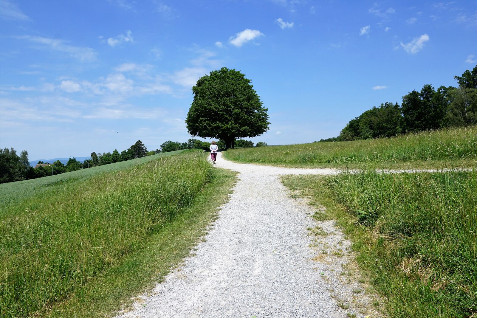 Sony ILCA-77M2 + Sony DT 16-50mm F2.8 SSM sample photo. Zollikon, landscape, nature photography