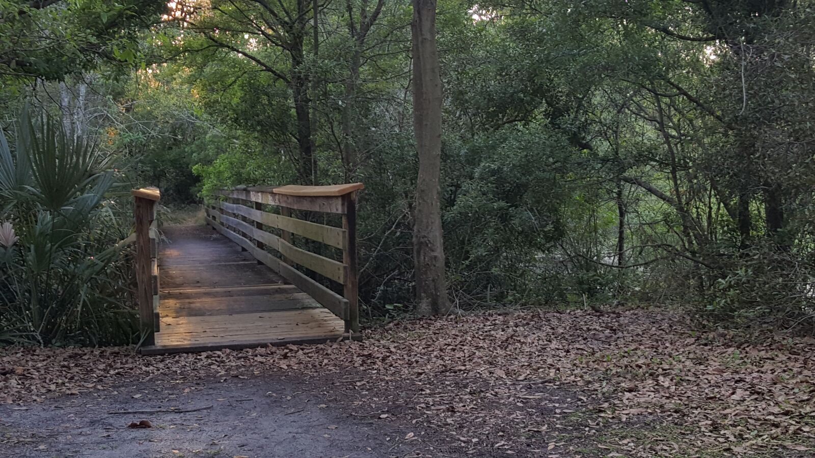 Samsung Galaxy Note5 sample photo. Park, nature, tree photography