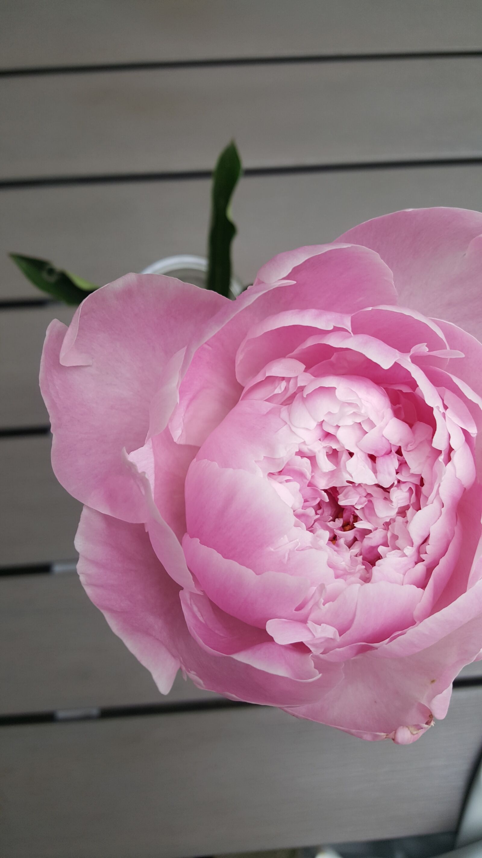 Samsung Galaxy S6 sample photo. Flower, nature, rose photography