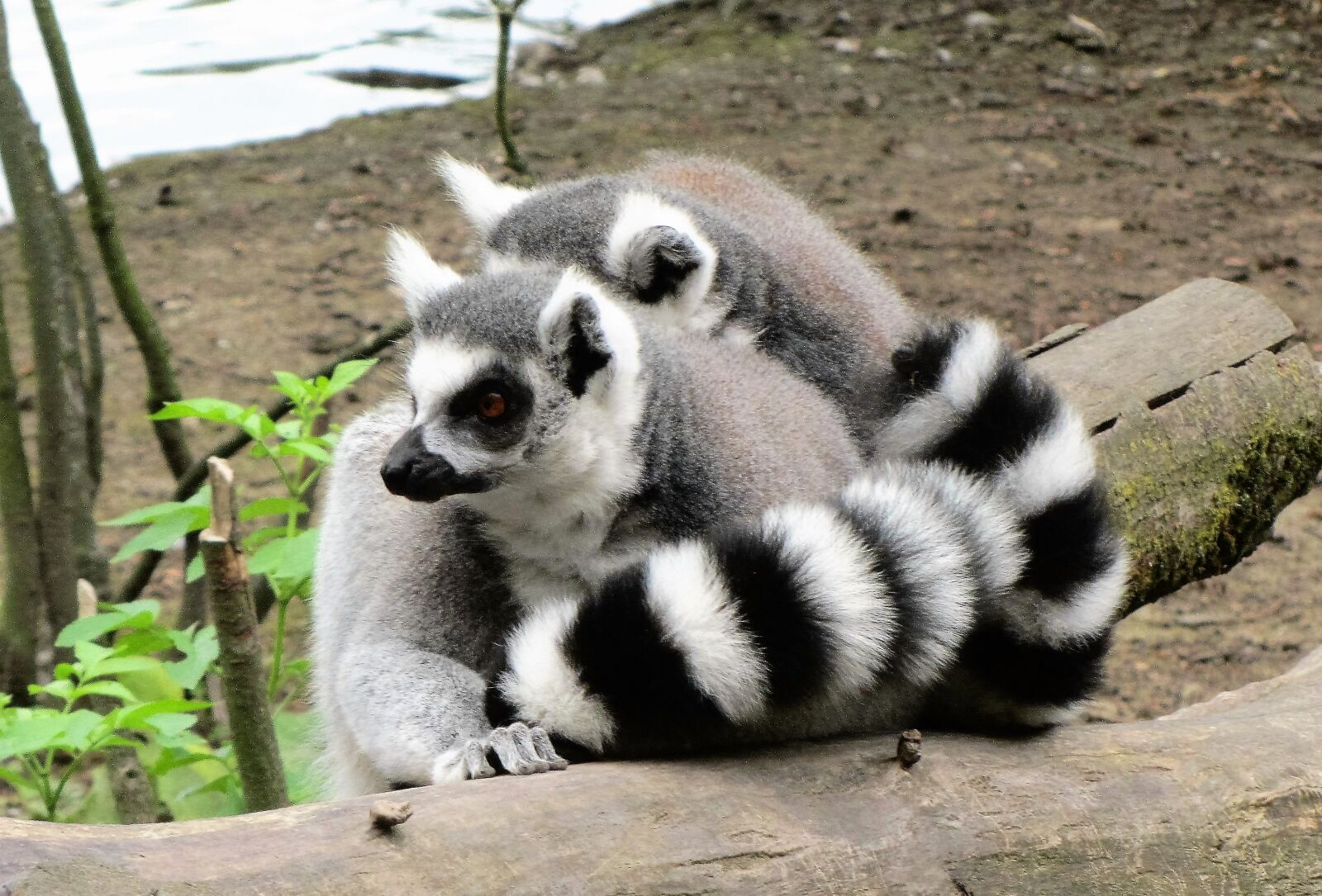 Canon PowerShot SX220 HS sample photo. Zoo, ring-tailed lemur, monkey photography
