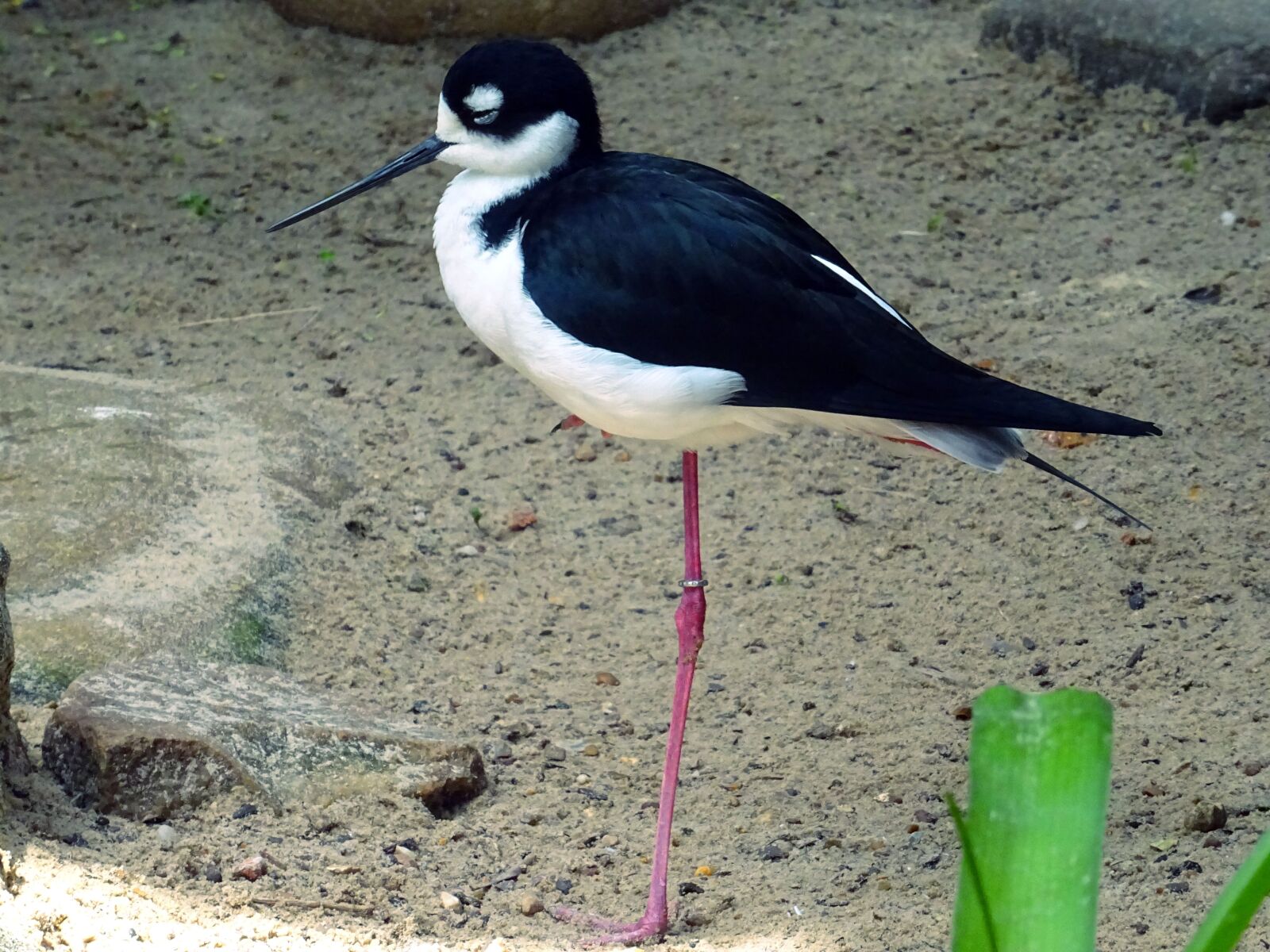 Sony DSC-HX60 sample photo. Animal, avian, beak, bird photography