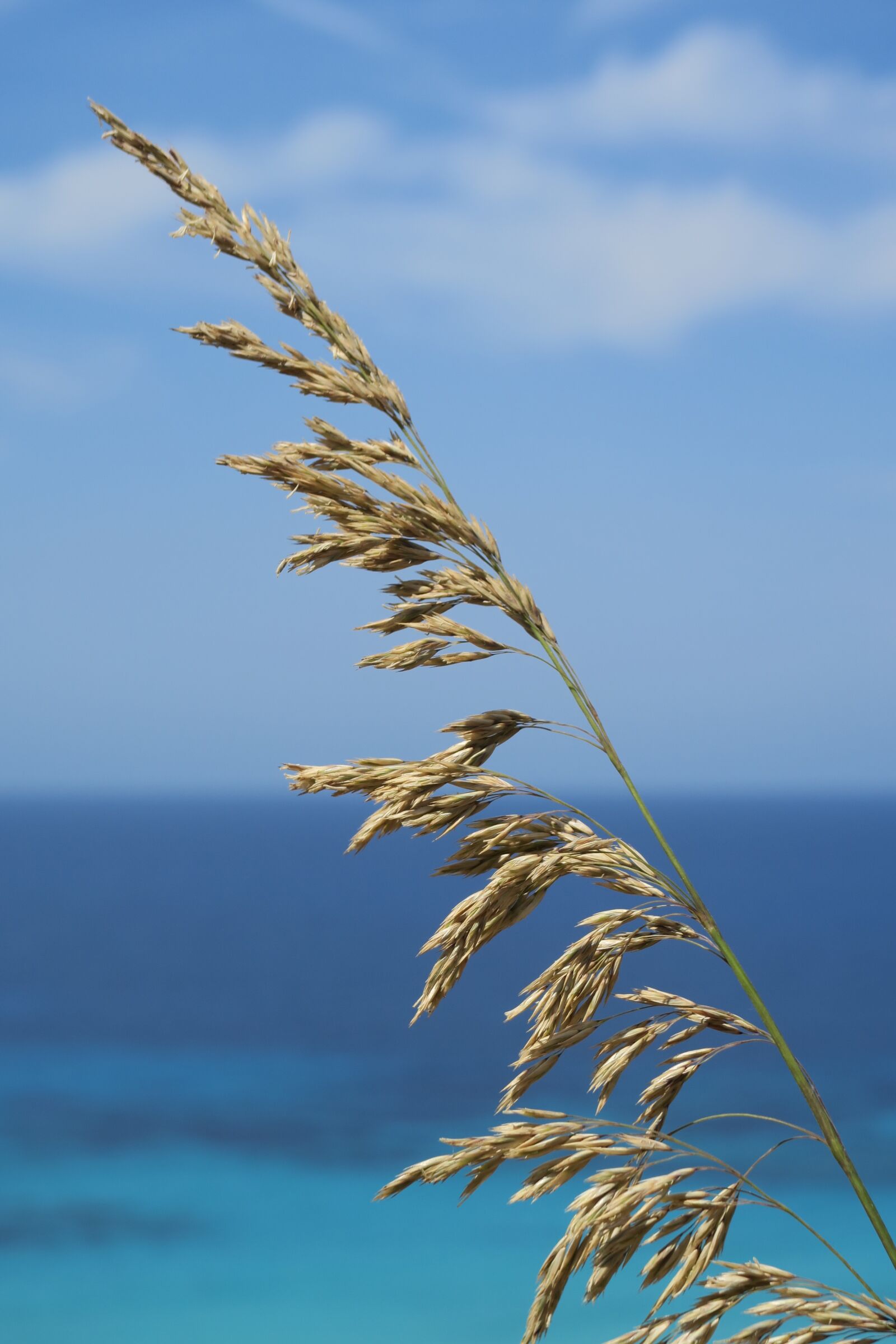 Canon PowerShot G7 X sample photo. Sea, dried herbs, seaside photography