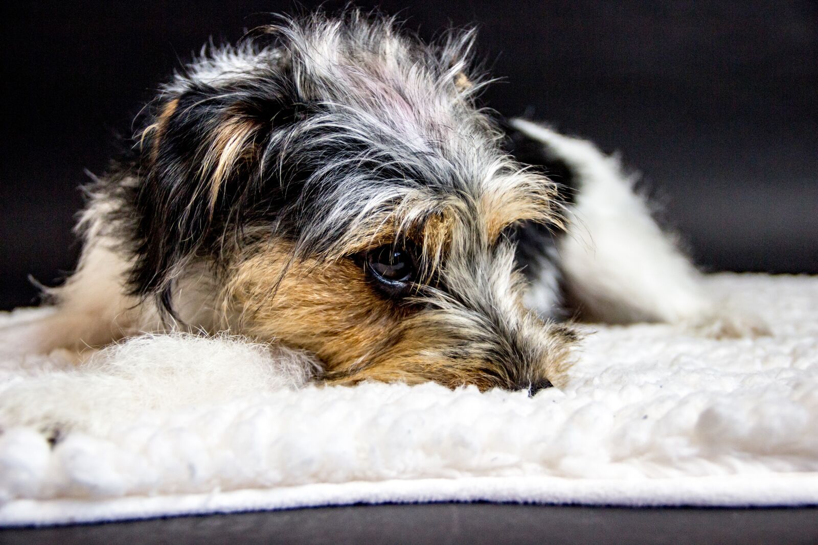 Canon EOS 600D (Rebel EOS T3i / EOS Kiss X5) sample photo. Jack russel terrier, dog photography