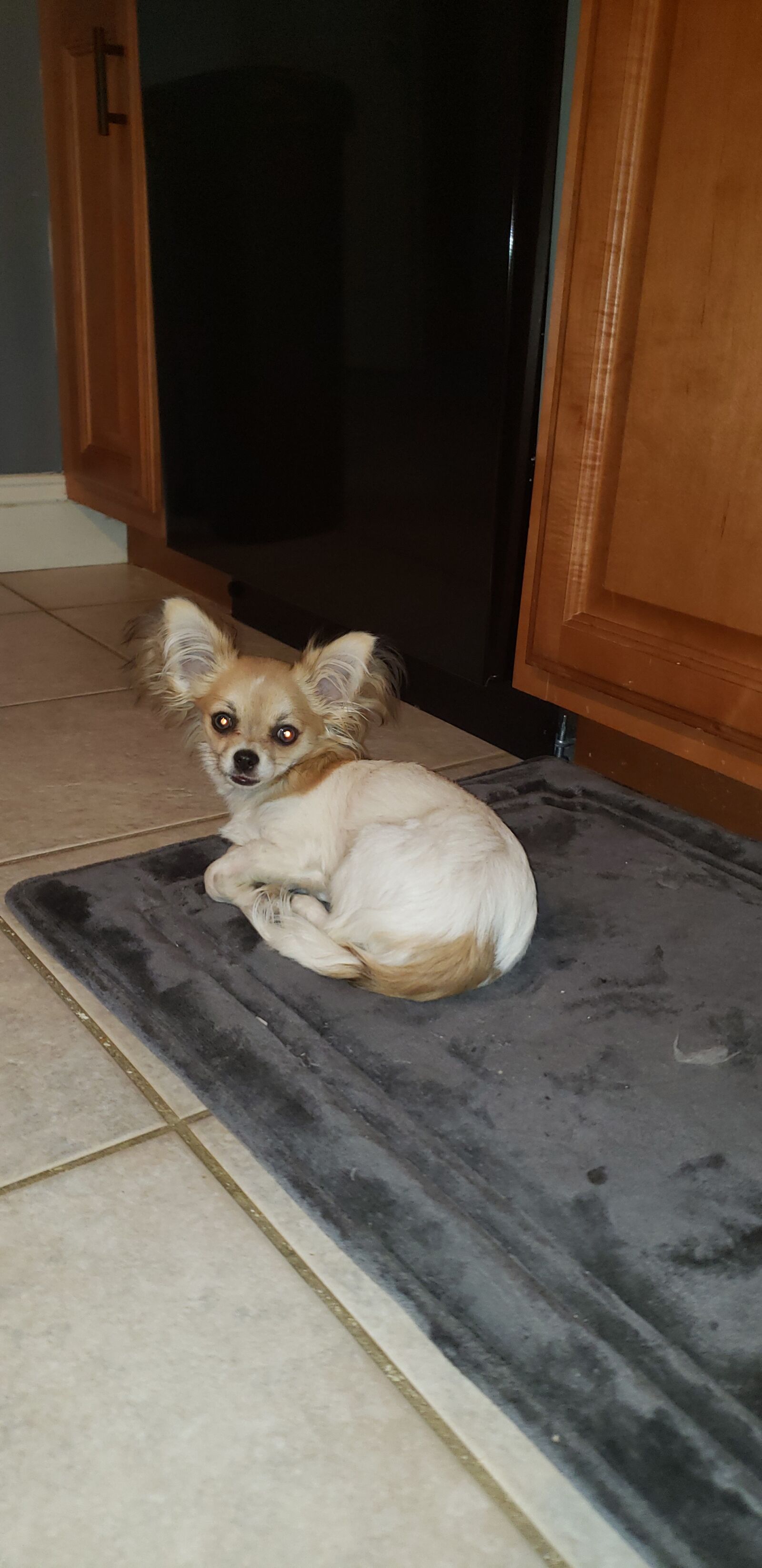 Samsung Galaxy Note9 sample photo. Puppy, long hair chihuahua photography