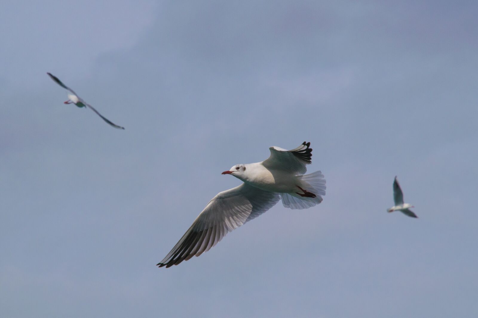 Nikon D5300 sample photo. Birds, flight, seagull photography