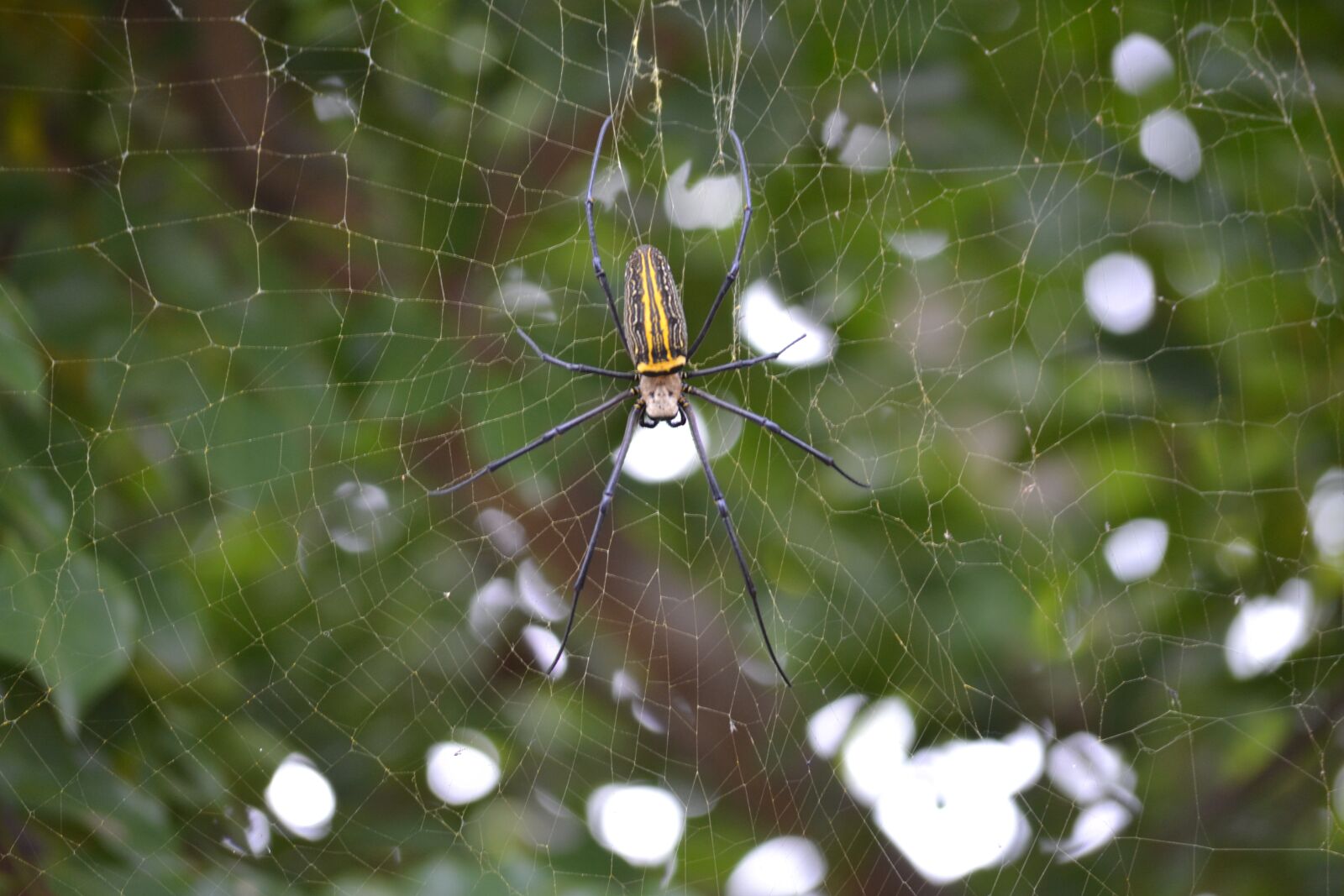 Nikon D3100 sample photo. Spider, wild, wildlife photography