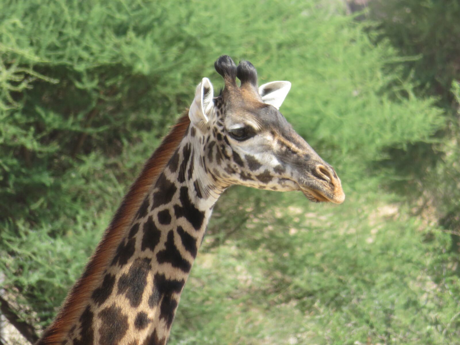Canon PowerShot SX720 HS sample photo. Tanzania, animals, nature photography