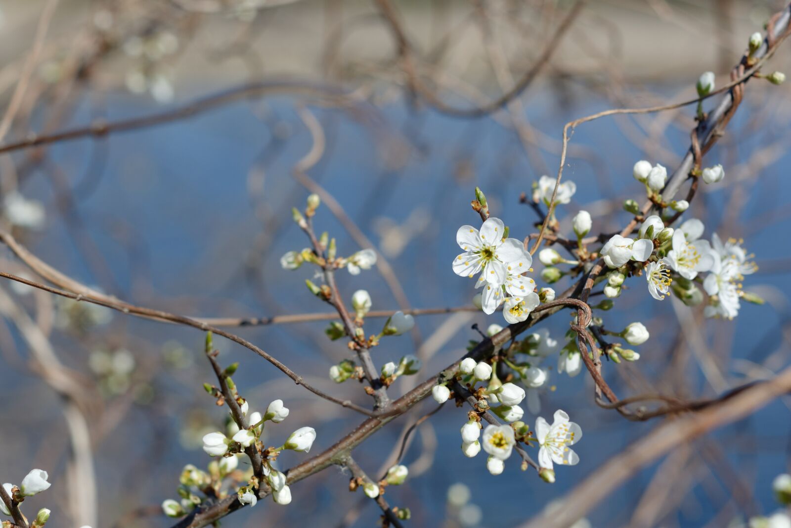Nikon D5200 sample photo. Lake, blackthorn, blooming photography