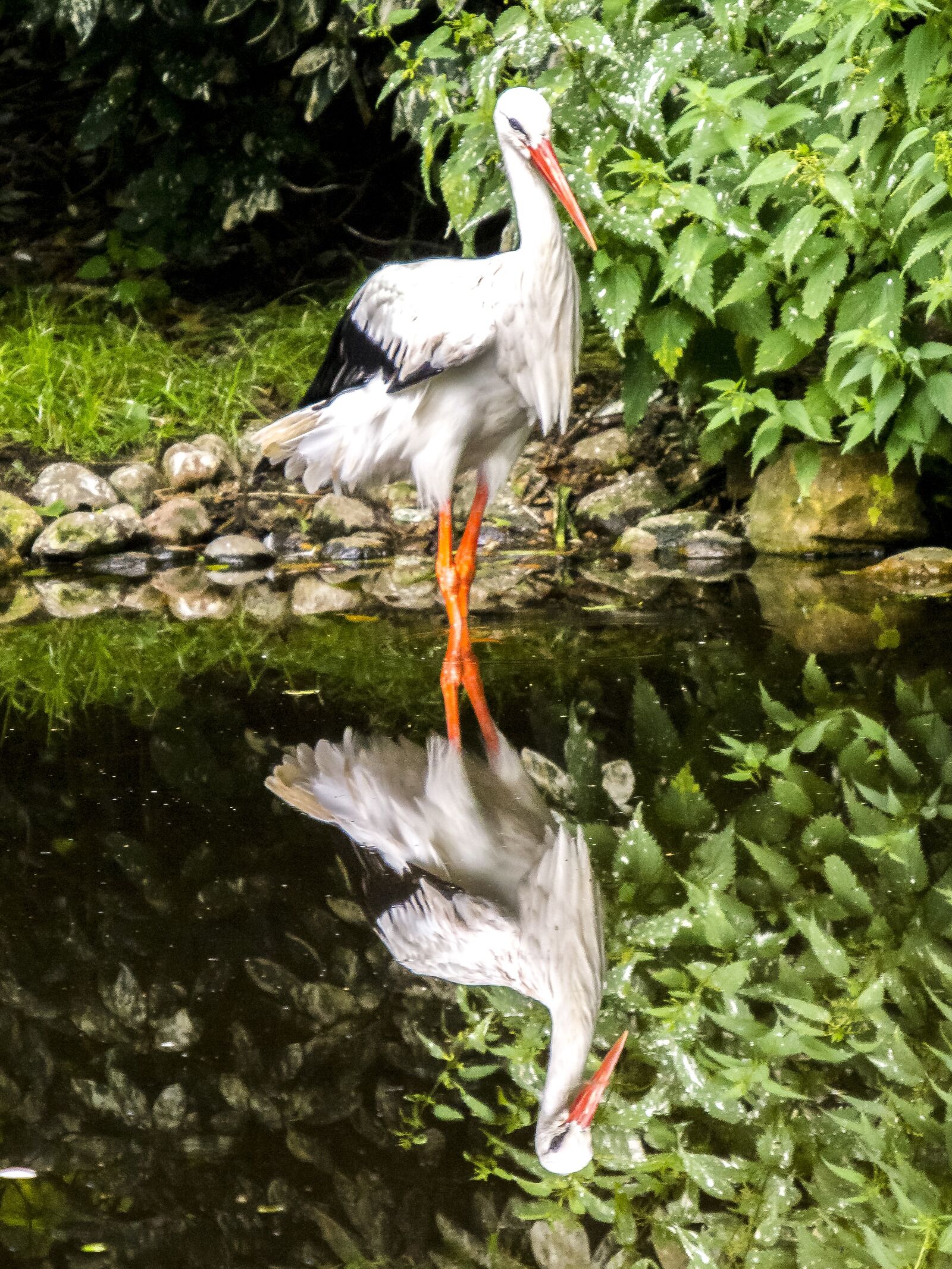 Olympus E-5 sample photo. White stork, stork, bird photography