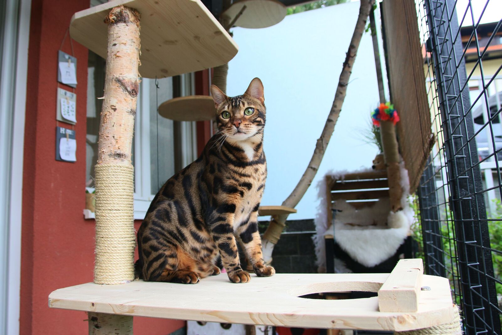 Canon EOS 70D sample photo. Furry, hair, adorable photography
