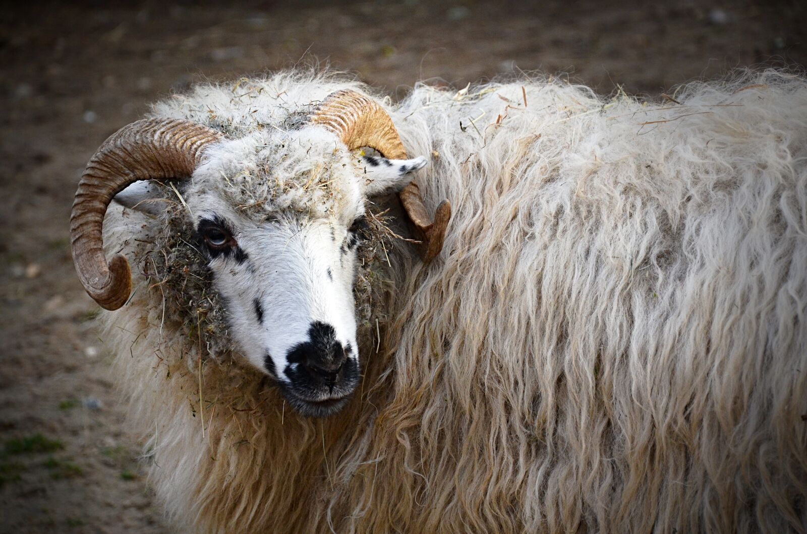 Nikon D5100 sample photo. Sheep, aries, nature photography