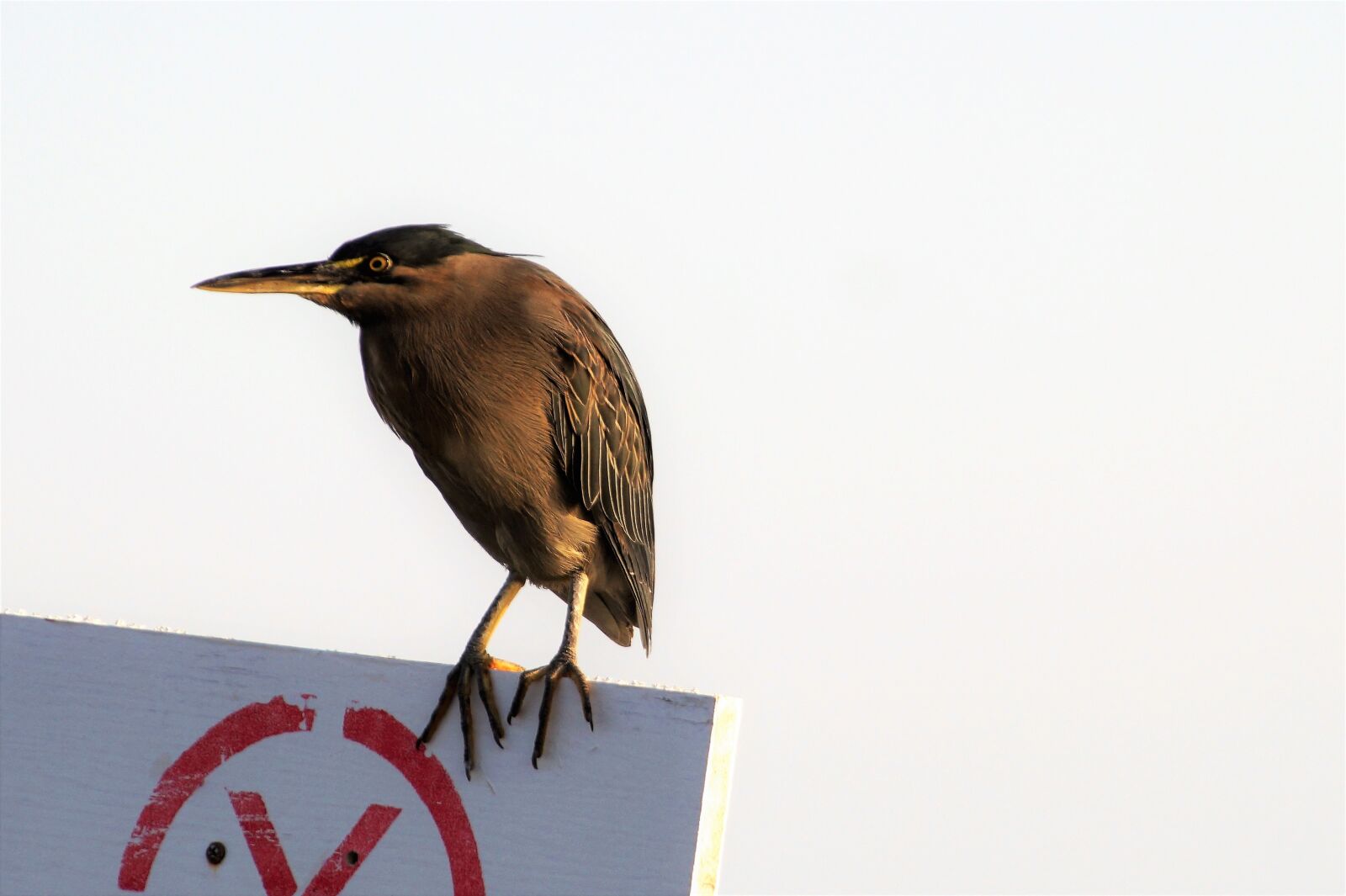 Sony SLT-A58 sample photo. Heron variable, water bird photography