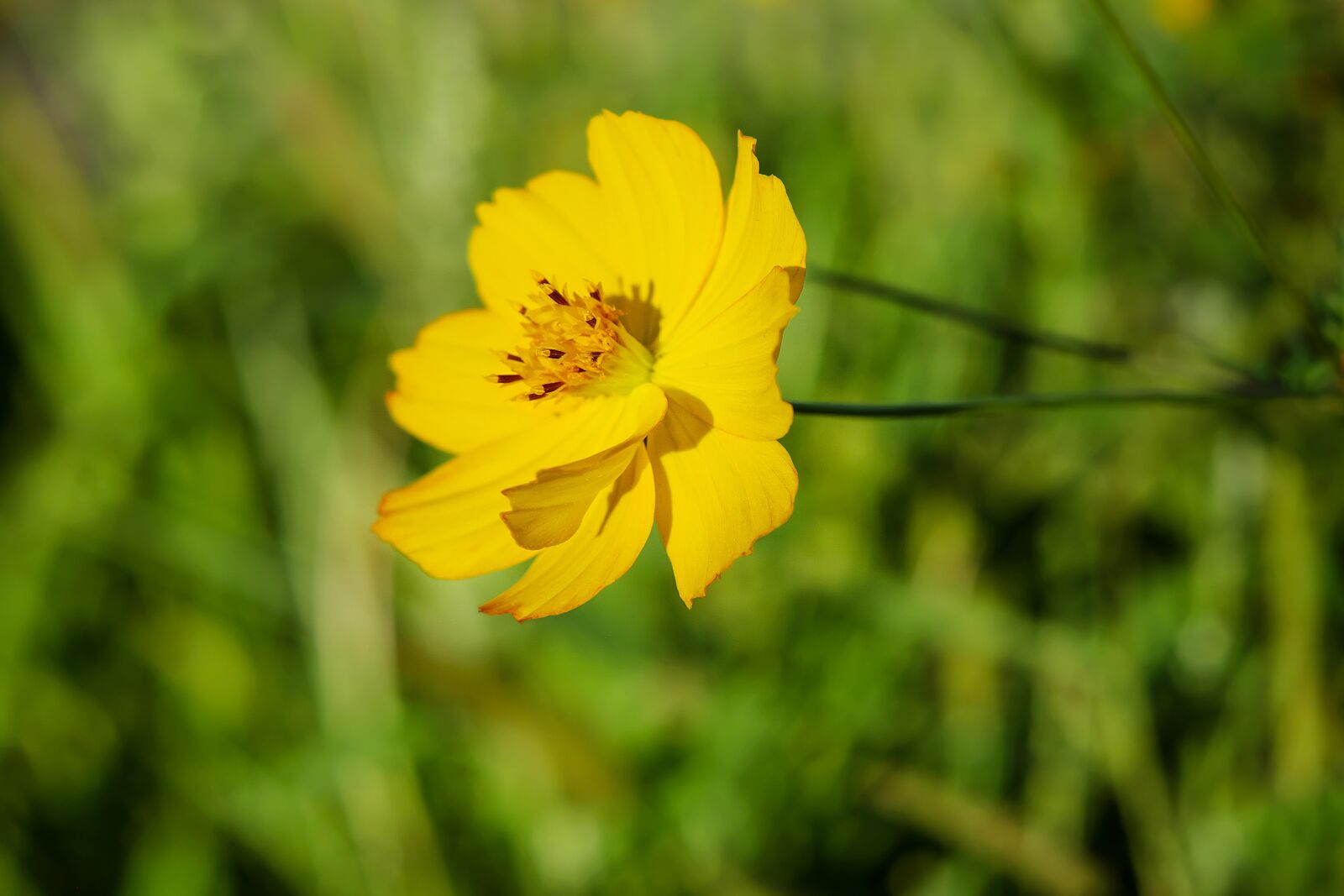 Fujifilm X-T10 + Fujifilm XF 35mm F1.4 R sample photo. Buttercup, flower, yellow flower photography