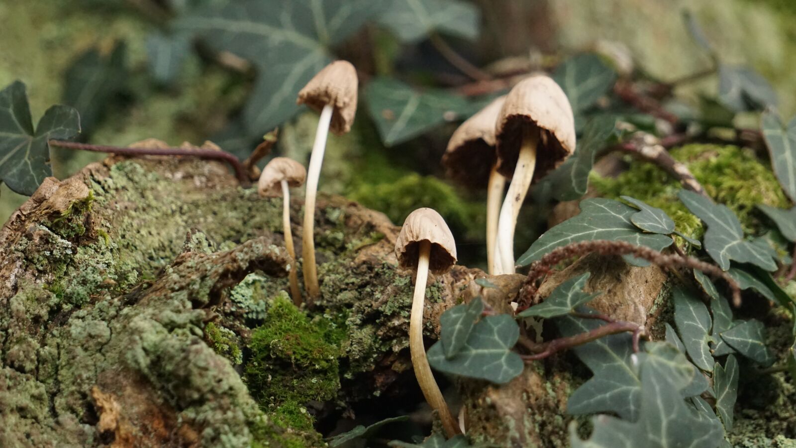 Sony E 55-210mm F4.5-6.3 OSS sample photo. Fungus, fall, foam photography