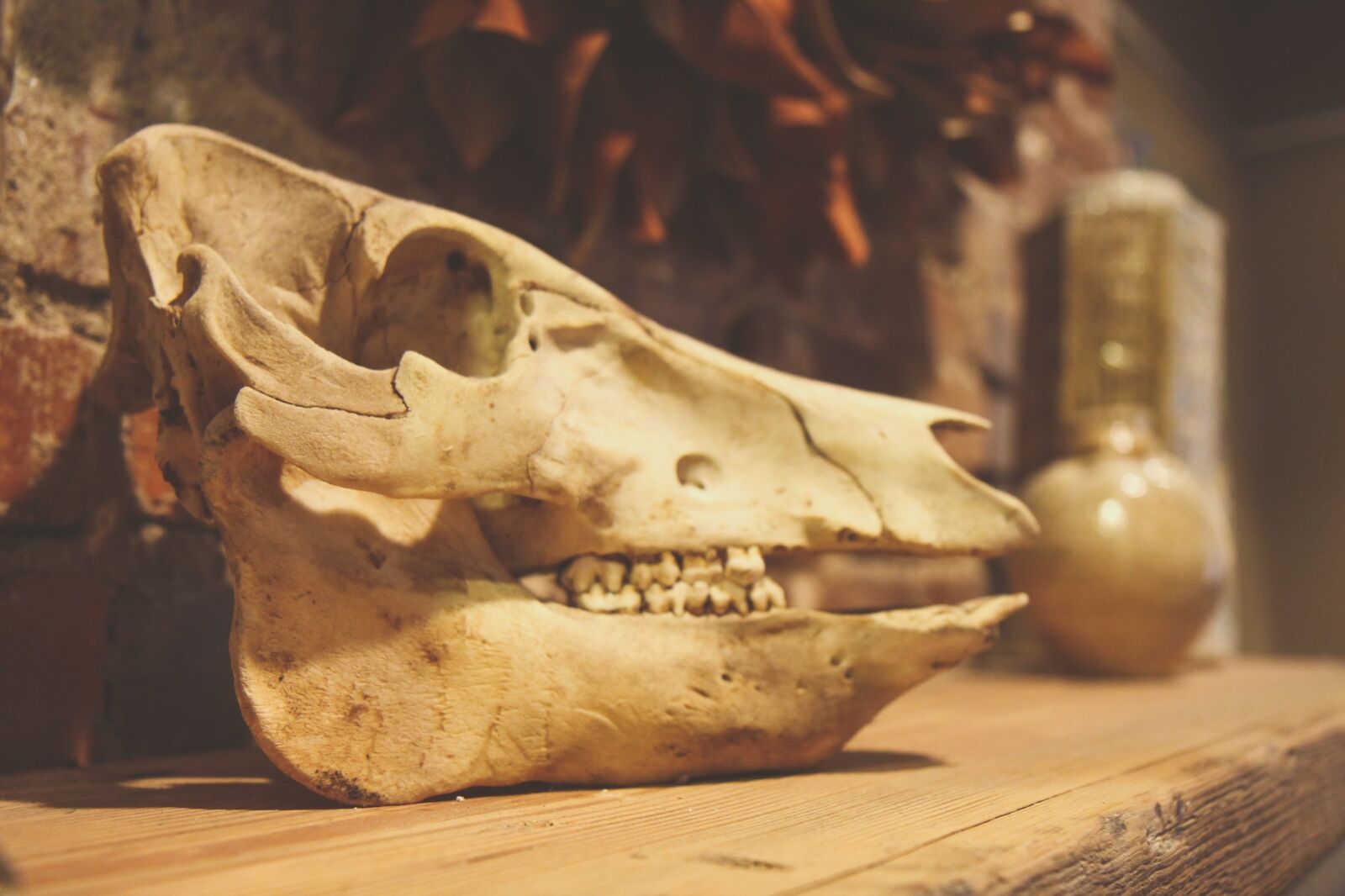 Canon EOS 700D (EOS Rebel T5i / EOS Kiss X7i) sample photo. Skull, animal, dead photography