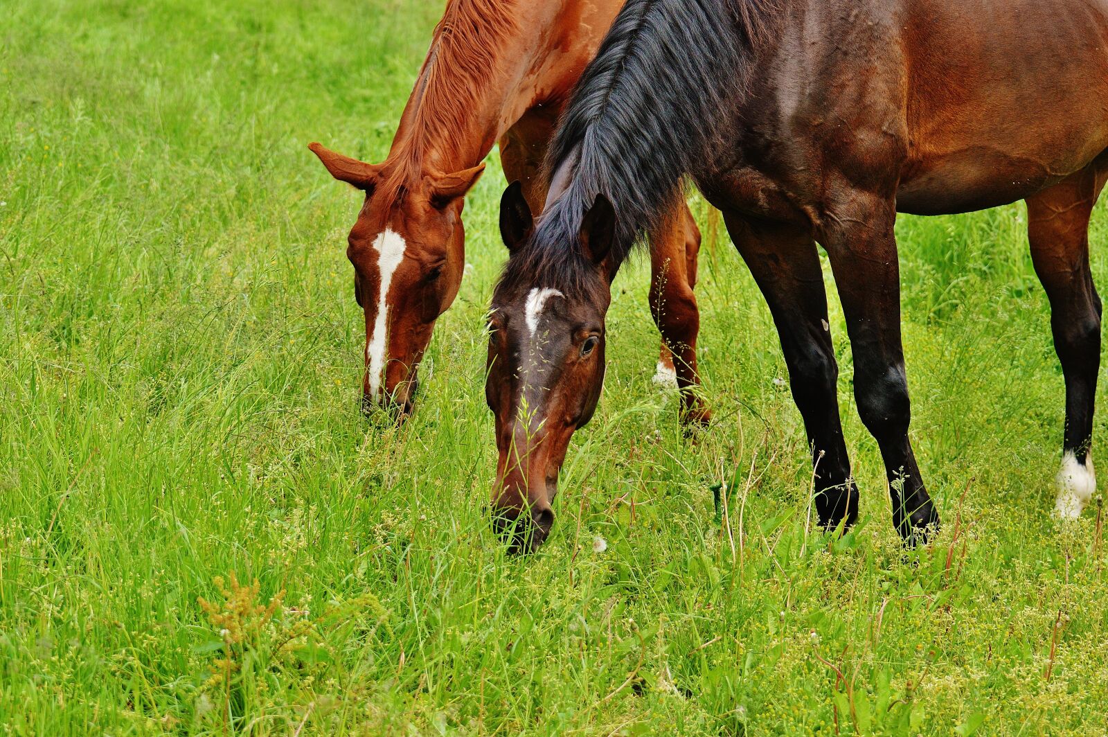 Nikon D3200 sample photo. Horses, for two, coupling photography