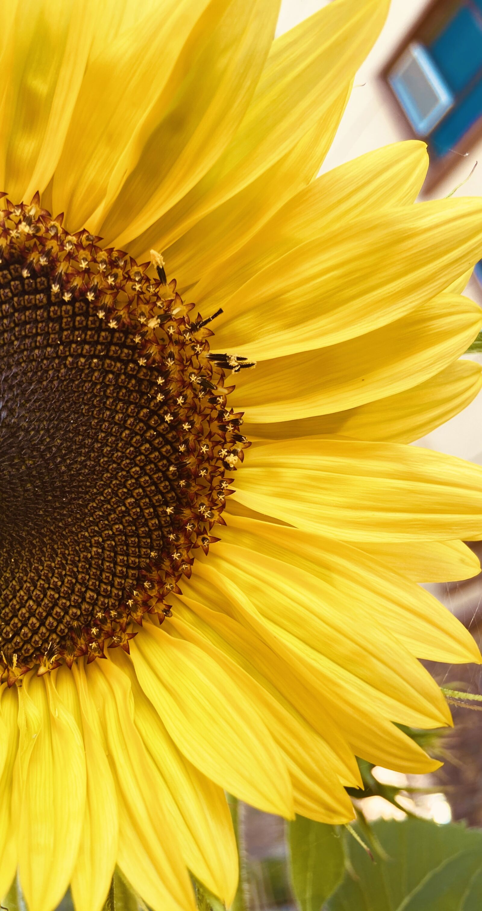 Apple iPhone 11 sample photo. Sunflower, summer, bloom photography