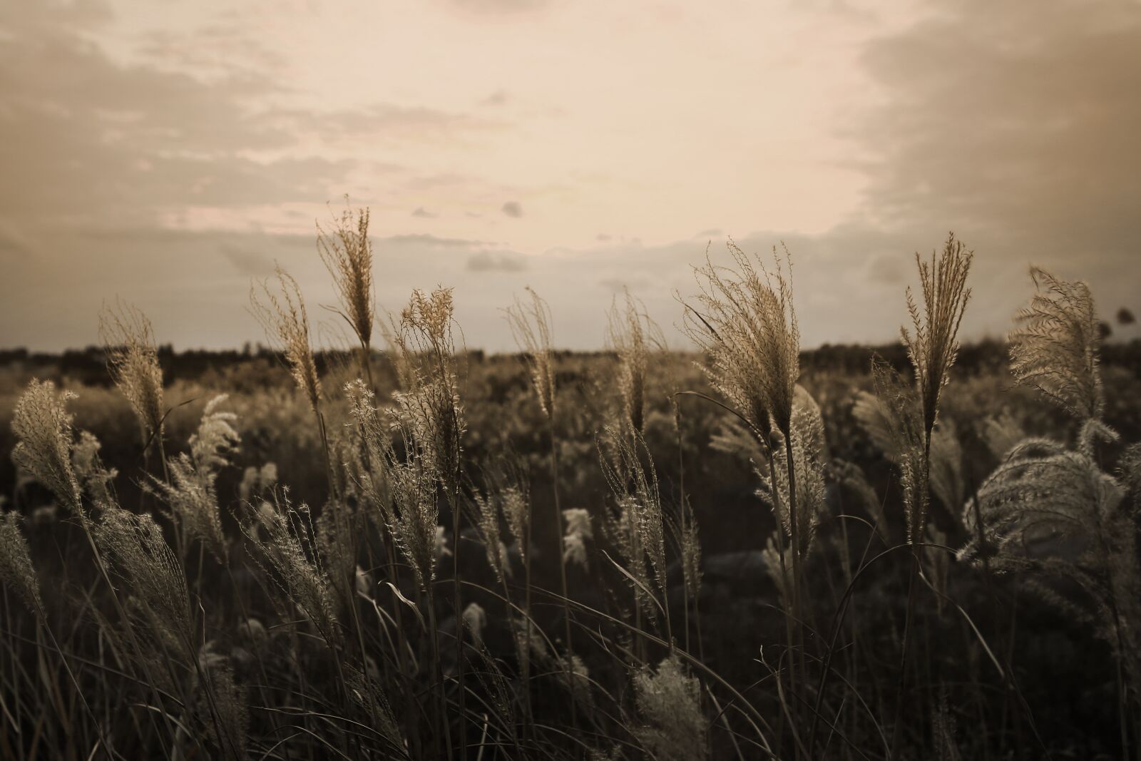 Canon EOS 5D Mark III sample photo. Silver grass, jeju, landscape photography
