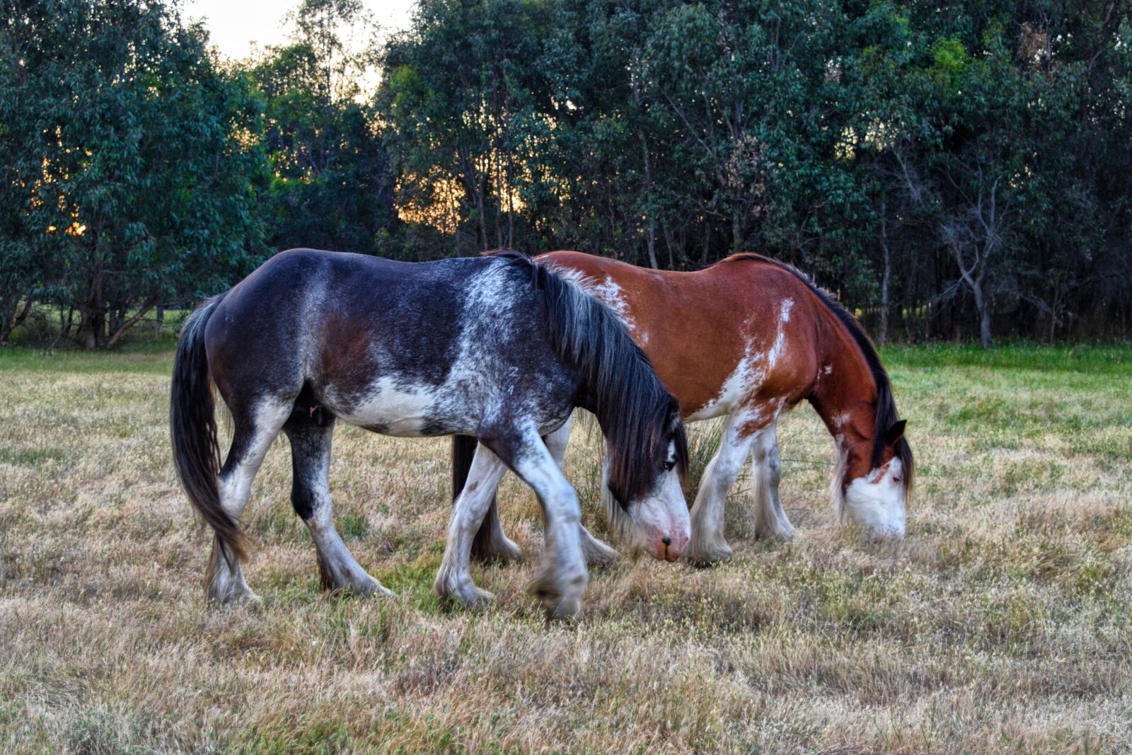Nikon D3300 sample photo. Horses, heavy horse, grazing photography