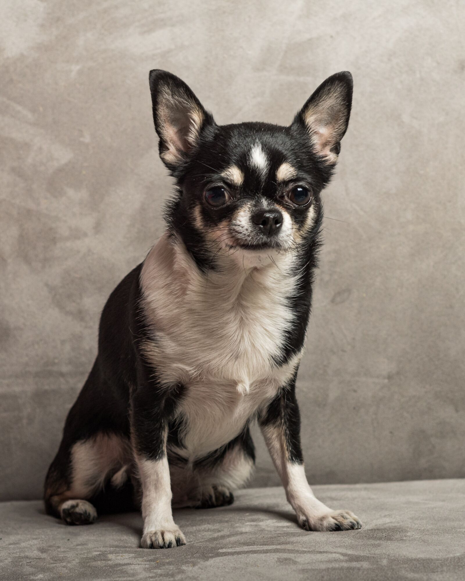 Nikon D7500 sample photo. Chihauha, dog, pet photography
