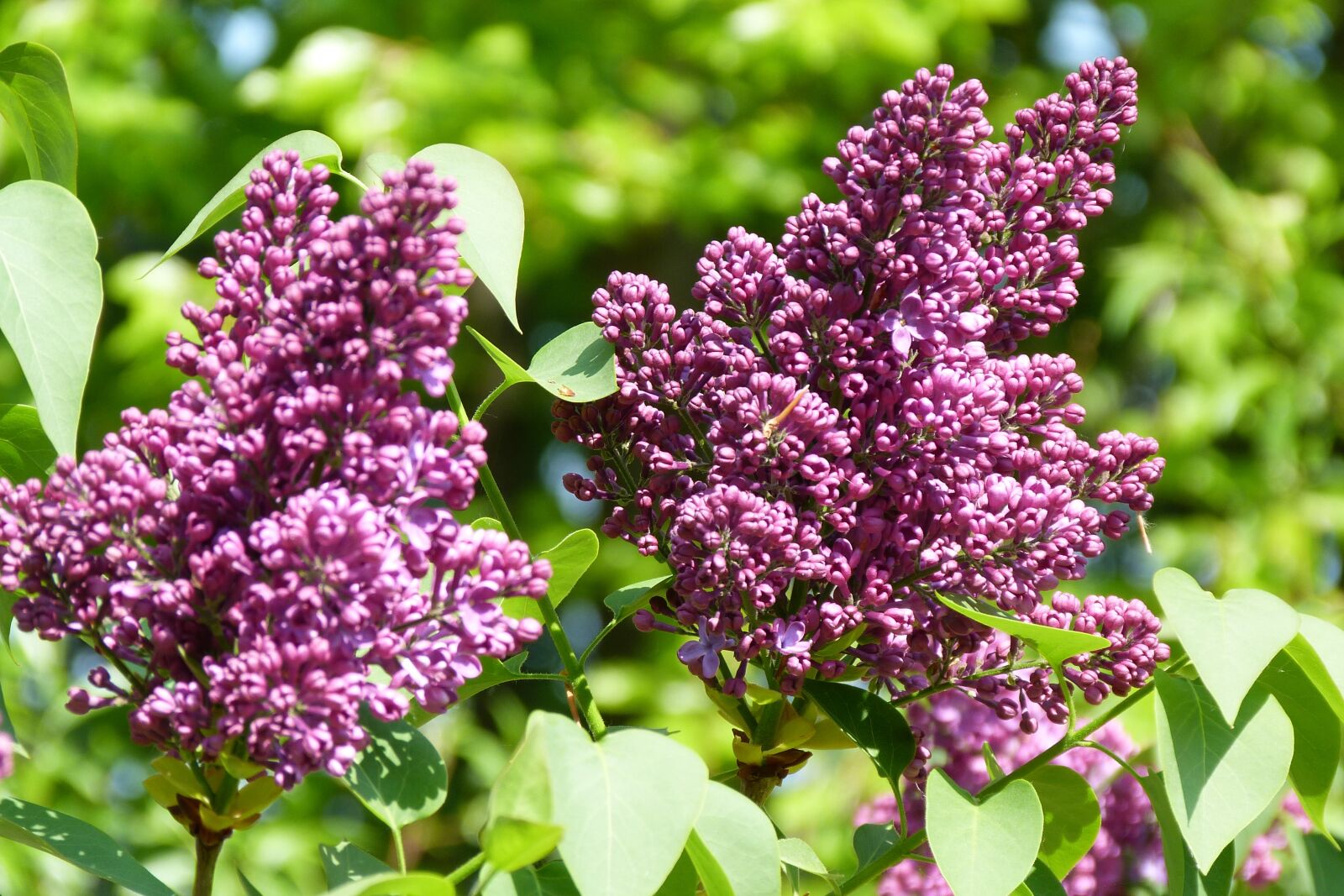Panasonic Lumix DMC-FZ40 (Lumix DMC-FZ45) sample photo. Lilac, syringa vulgaris, spring photography
