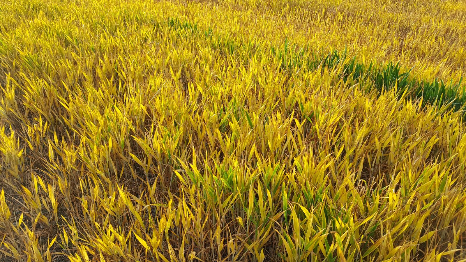 Samsung Galaxy S6 sample photo. Fields, crop, nature photography