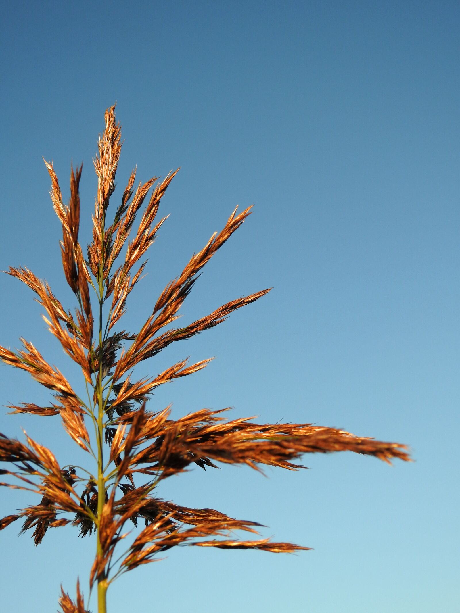Nikon Coolpix P900 sample photo. Grass, seeds, plant photography