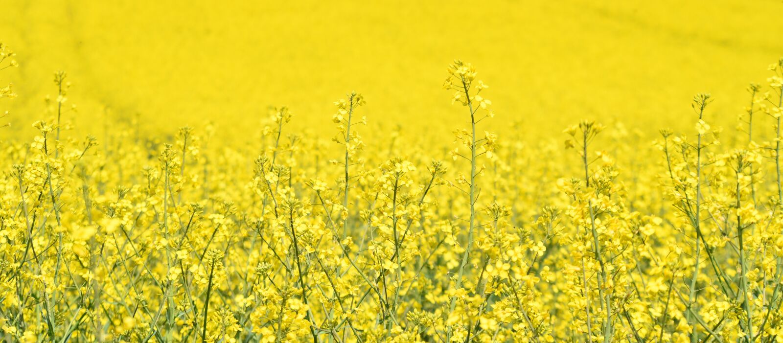 Nikon D750 sample photo. Oilseed rape, agriculture, field photography