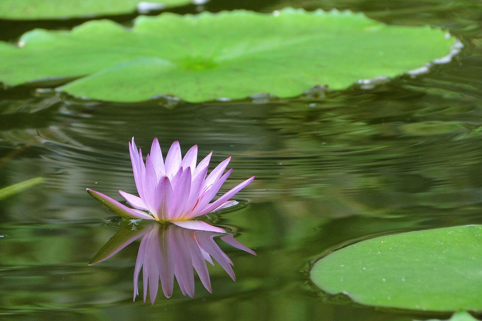 Sony Cyber-shot DSC-HX1 sample photo. Flowering, nymphaea alba, summer photography