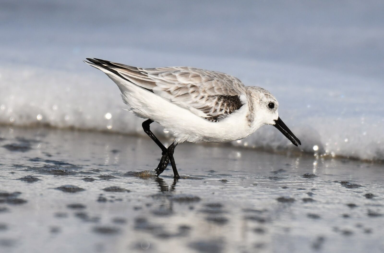 Nikon D500 sample photo. Sanderling, winter dress, migratory photography