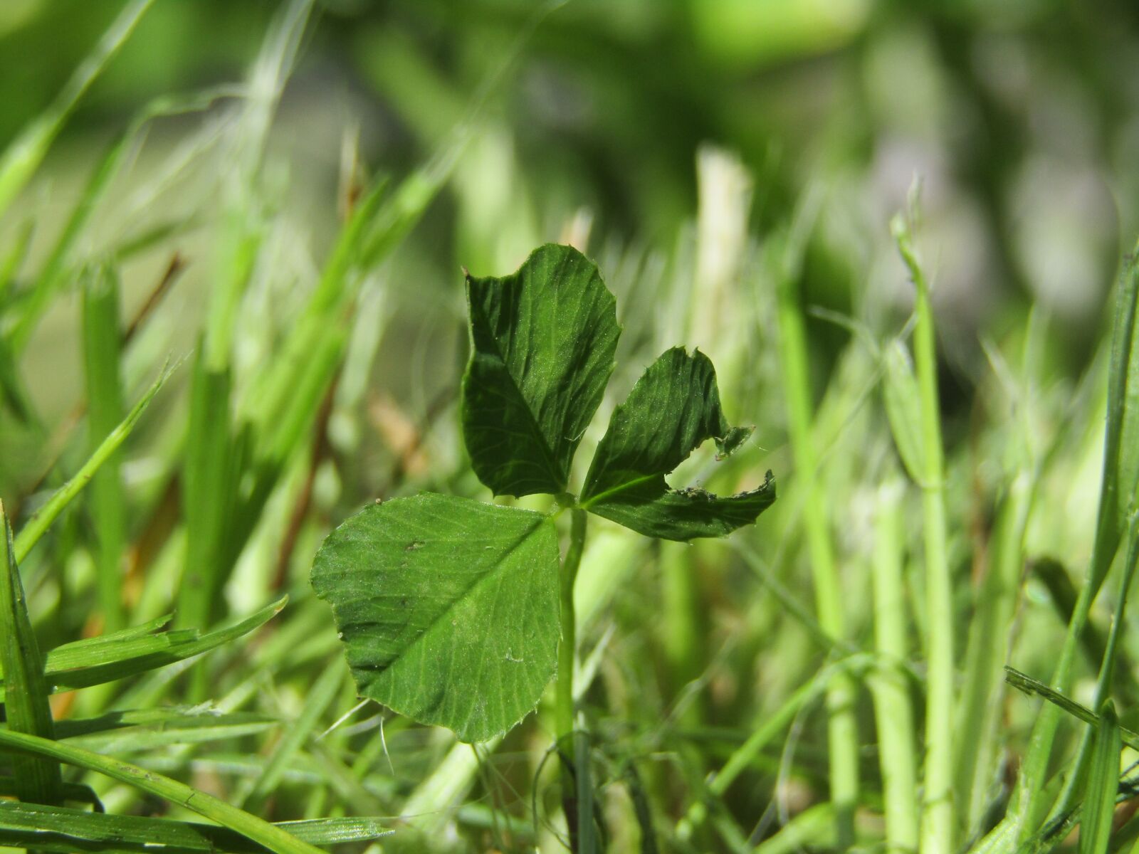 Canon PowerShot SX410 IS sample photo. Clover, grass, green photography