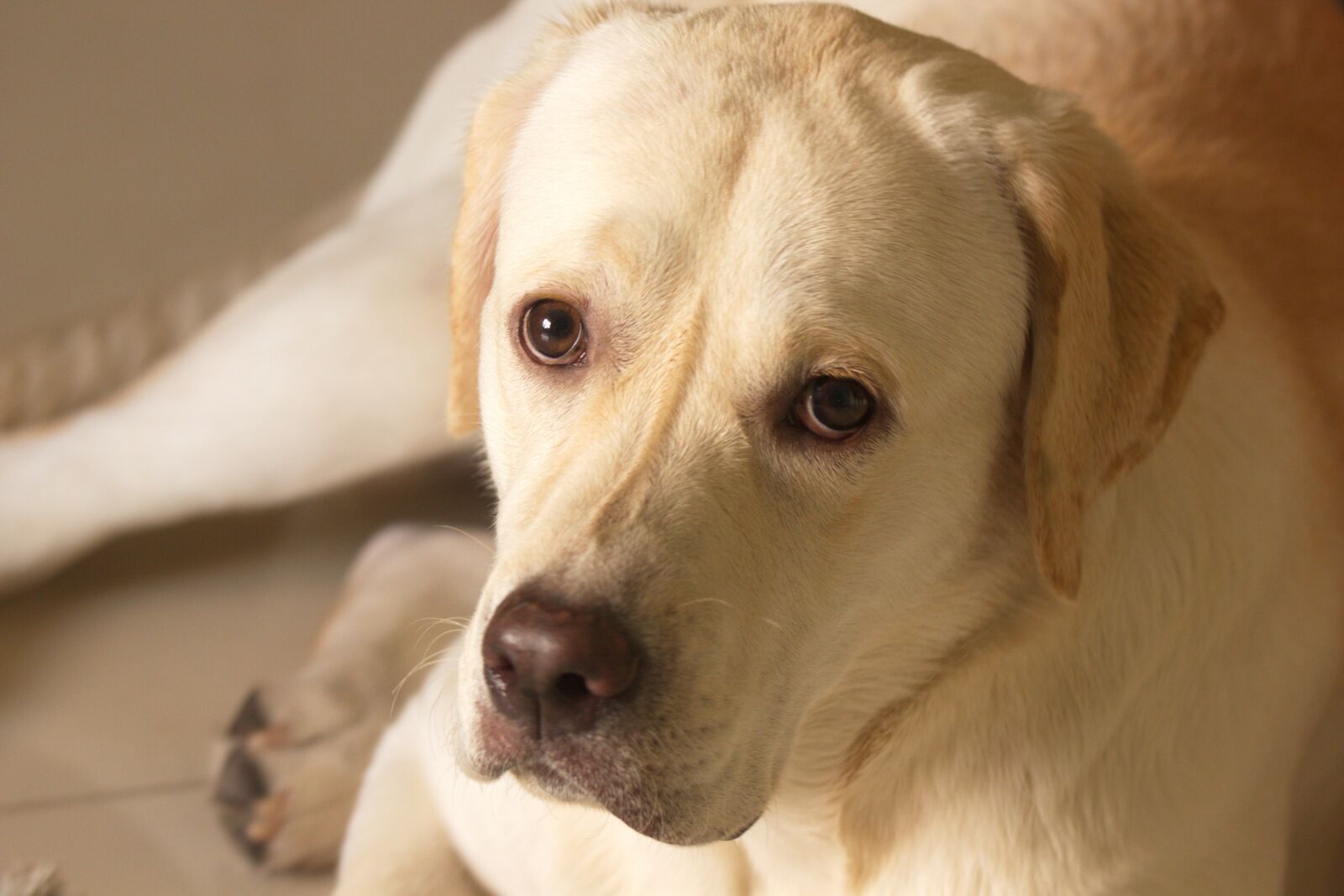 Canon EOS 550D (EOS Rebel T2i / EOS Kiss X4) sample photo. Doggy, pet, animal photography