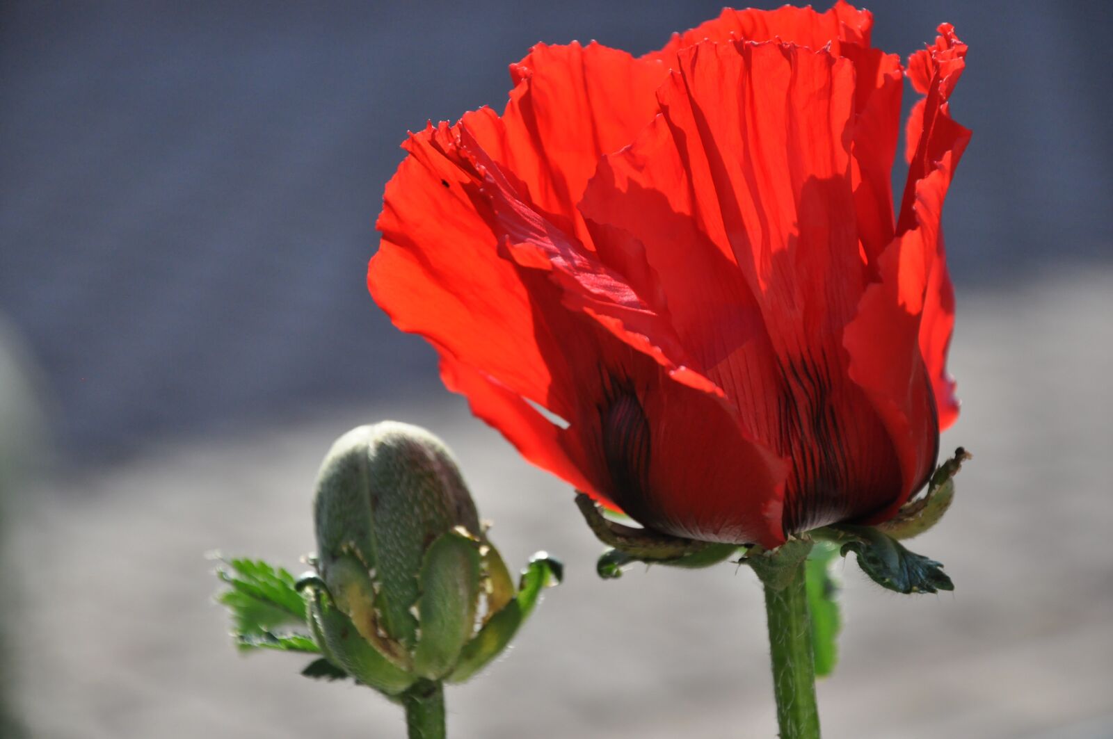Nikon D90 sample photo. Orange, klatschmohn, poppy photography